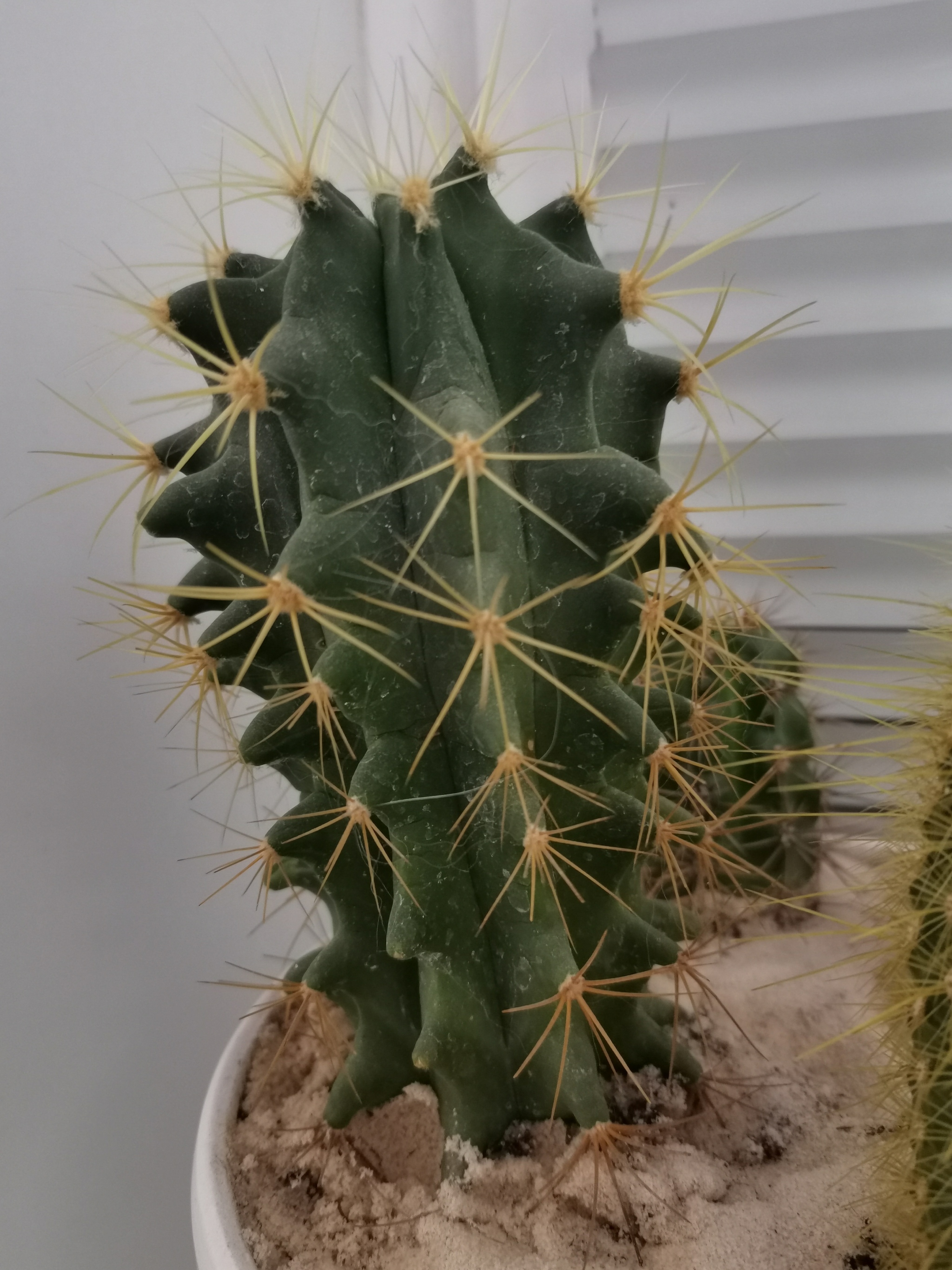 What kind of cacti are these? - My, Cactus, Succulents, Longpost