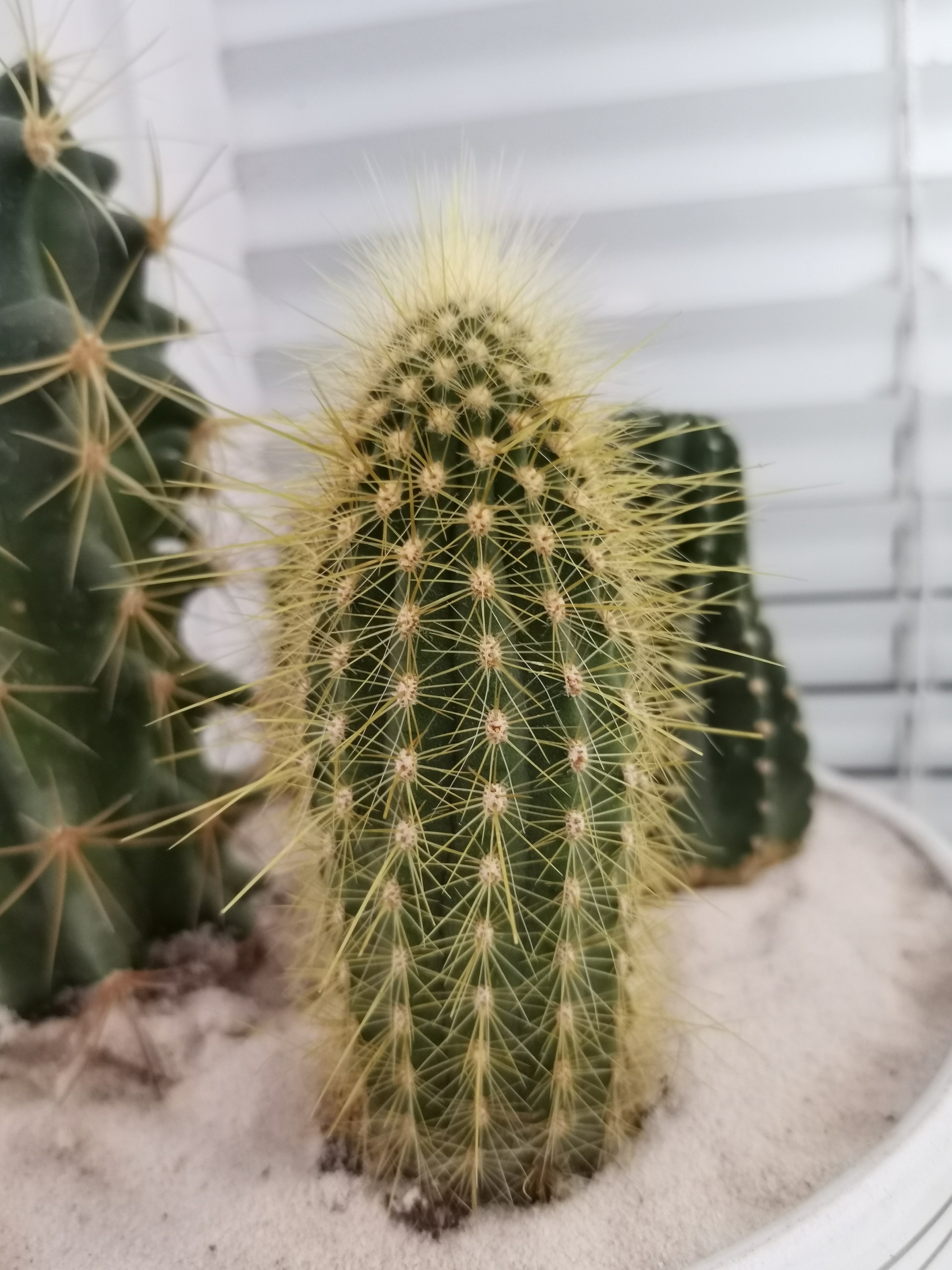 What kind of cacti are these? - My, Cactus, Succulents, Longpost