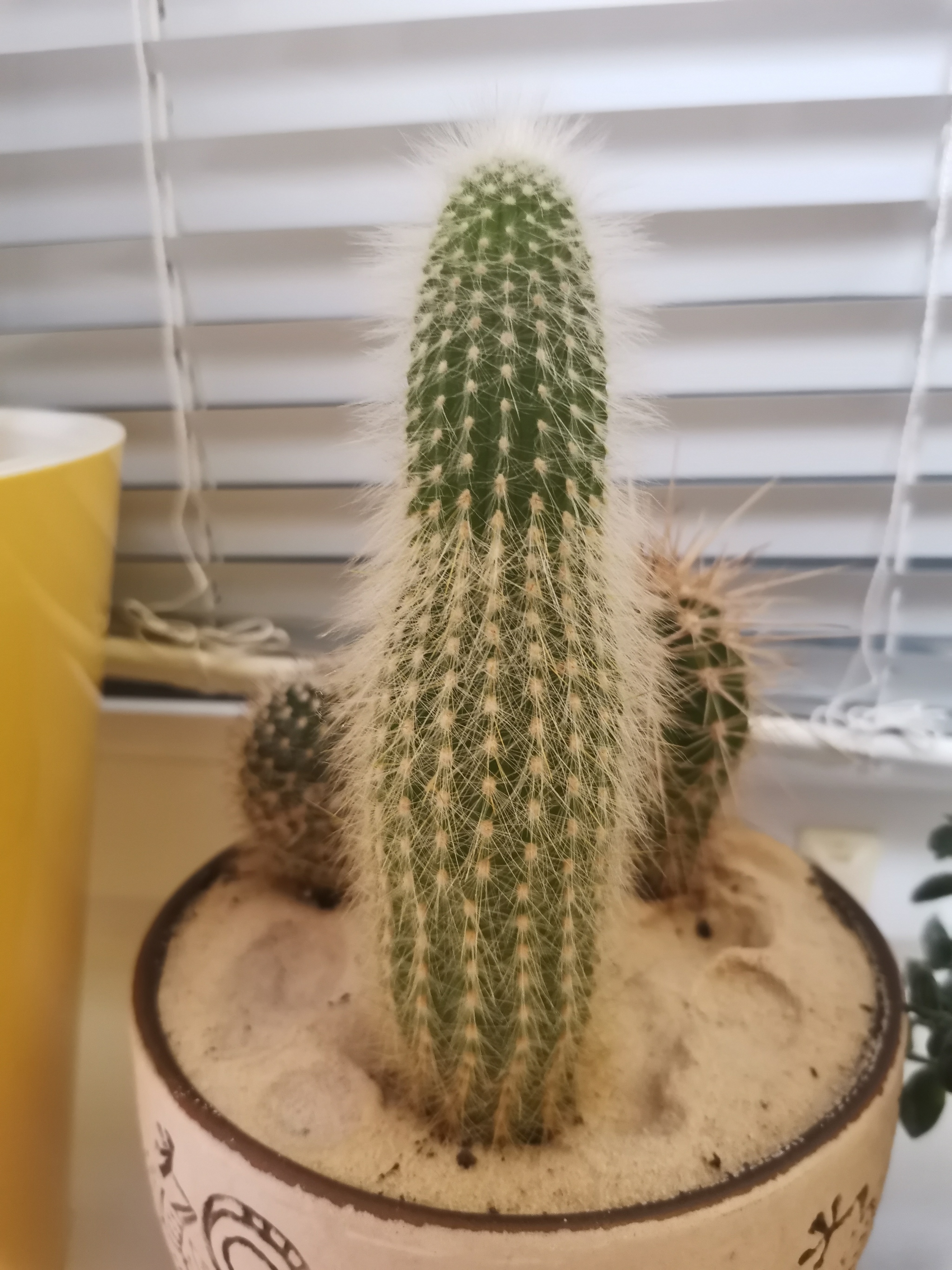 What kind of cacti are these? - My, Cactus, Succulents, Longpost