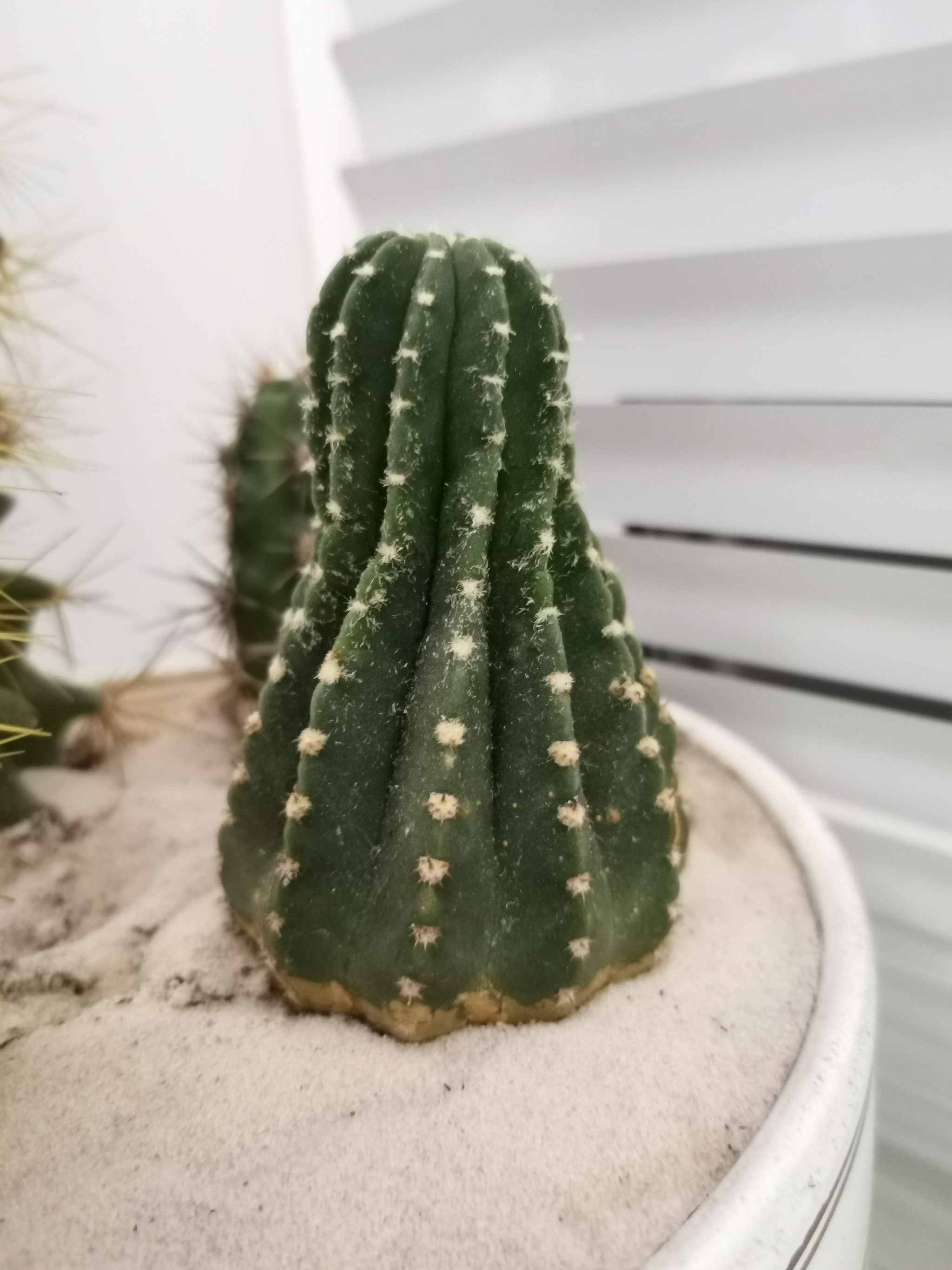 What kind of cacti are these? - My, Cactus, Succulents, Longpost