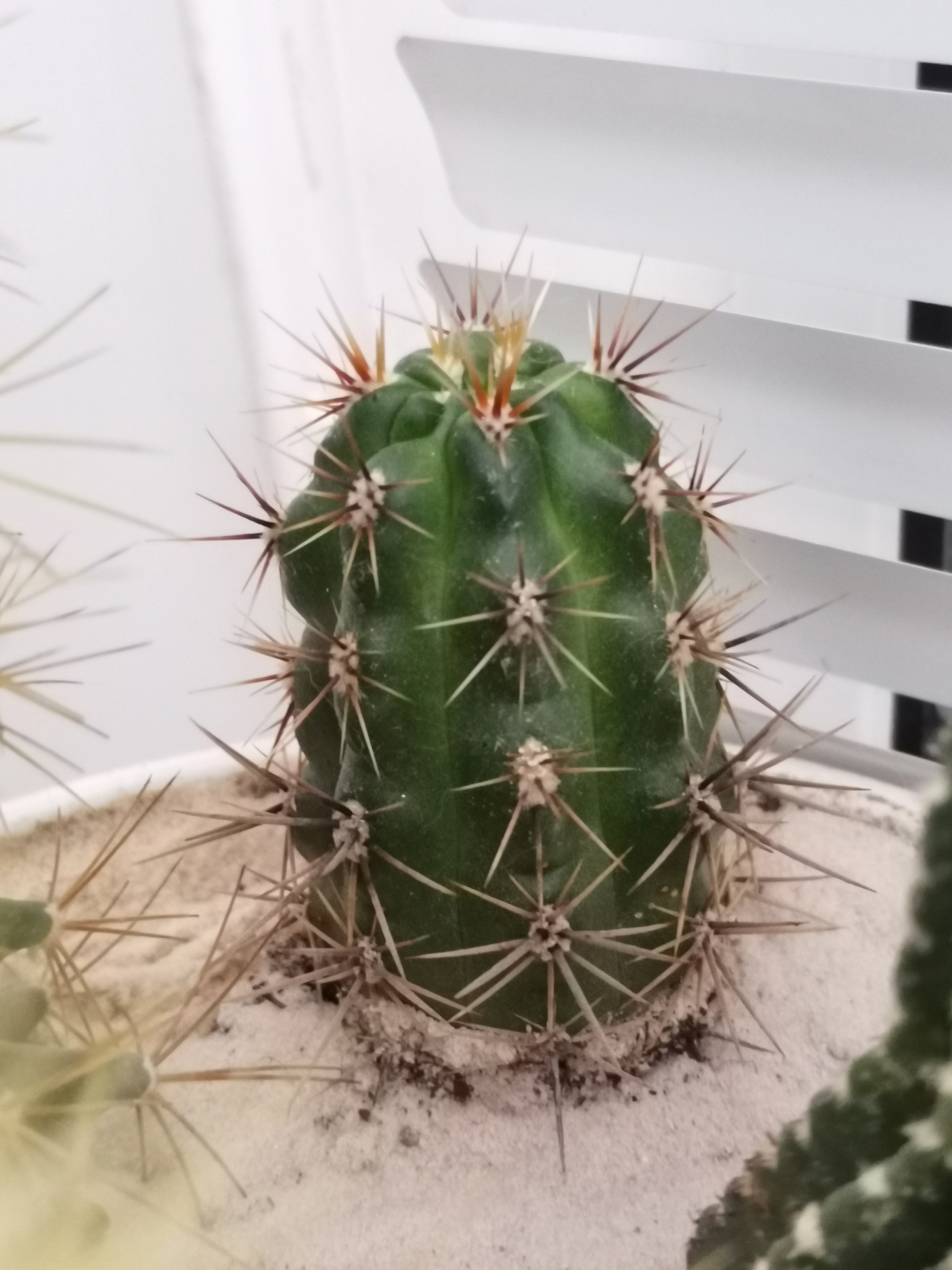 What kind of cacti are these? - My, Cactus, Succulents, Longpost