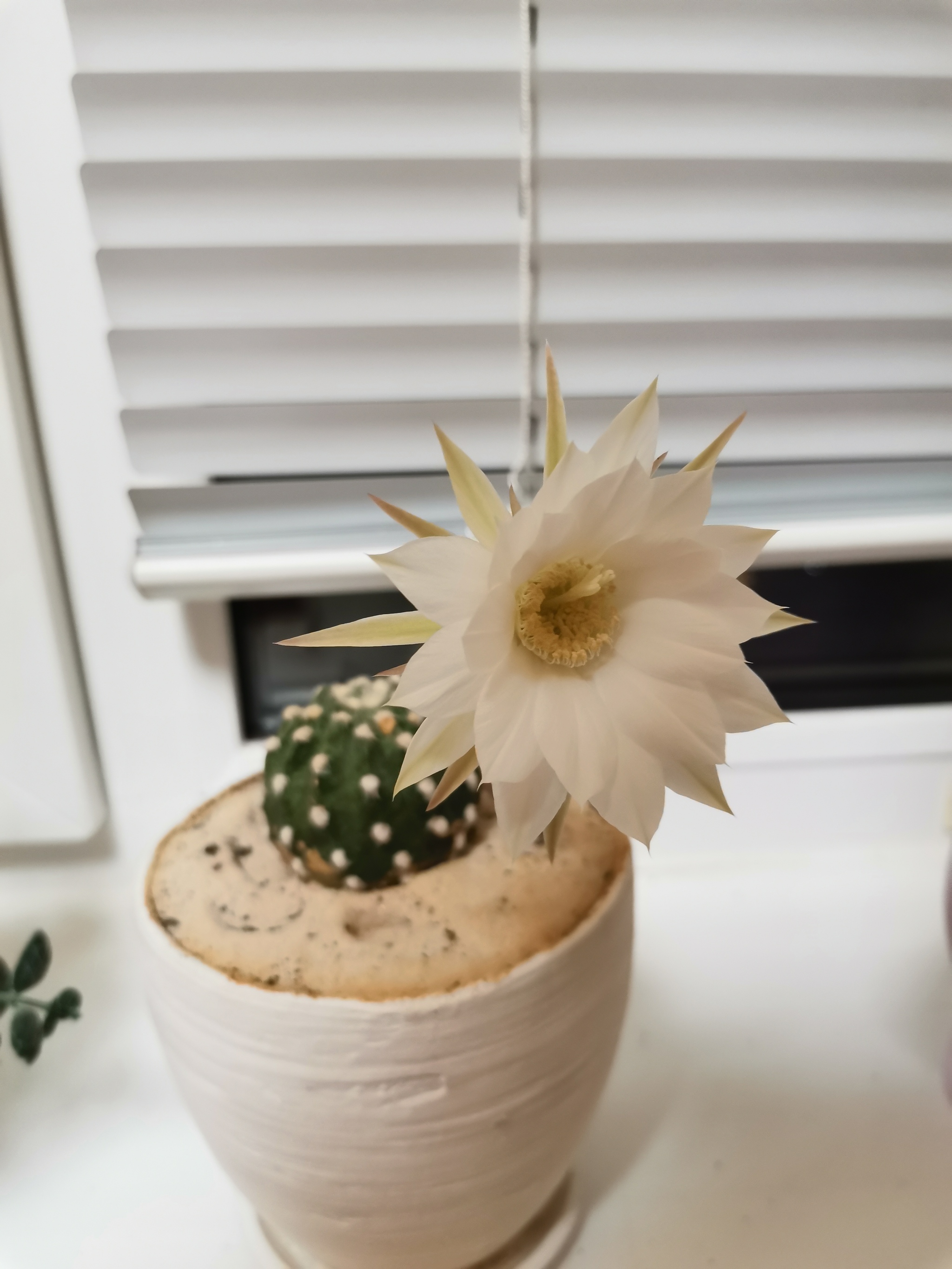 What kind of cacti are these? - My, Cactus, Succulents, Longpost