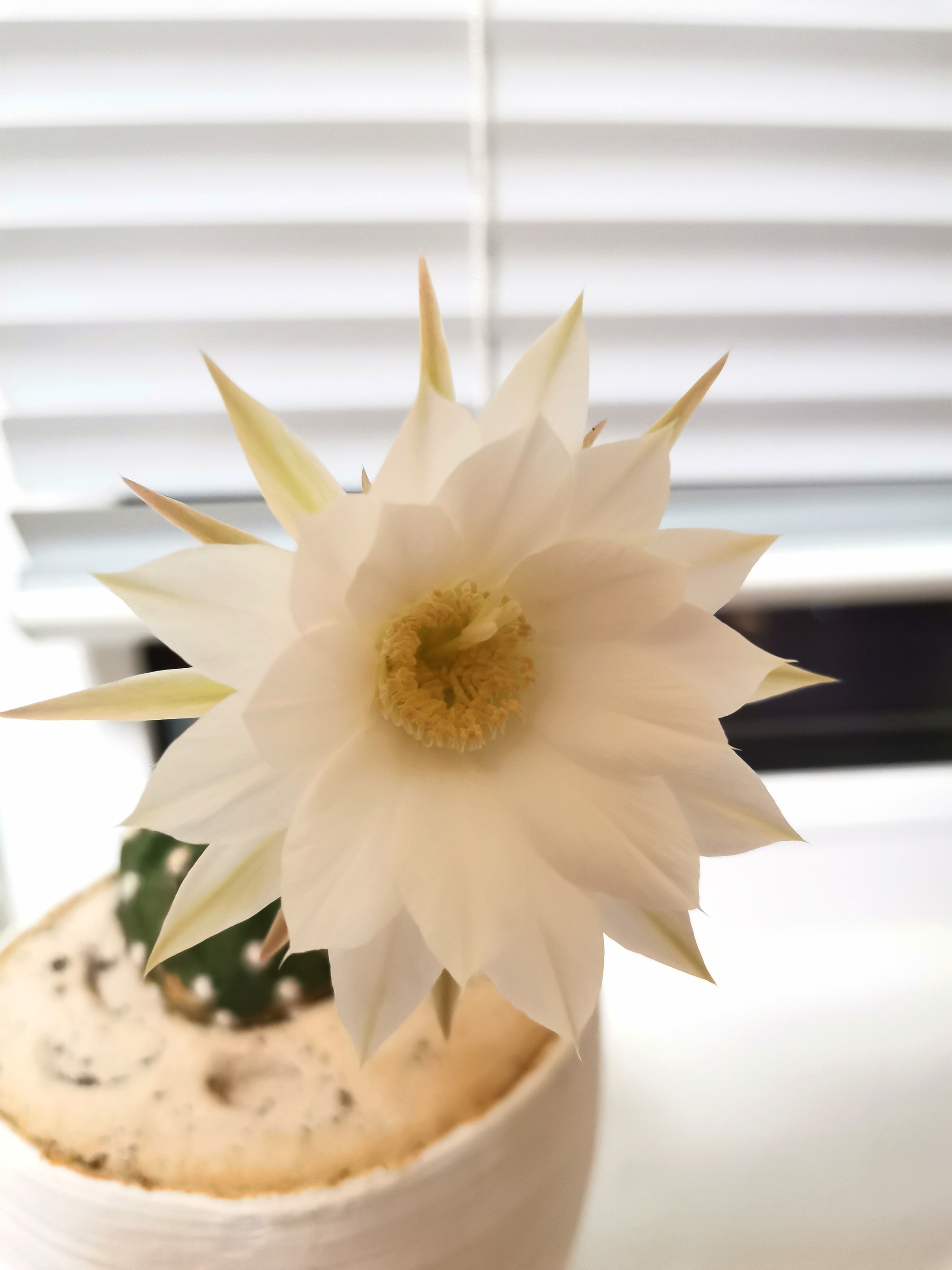 What kind of cacti are these? - My, Cactus, Succulents, Longpost