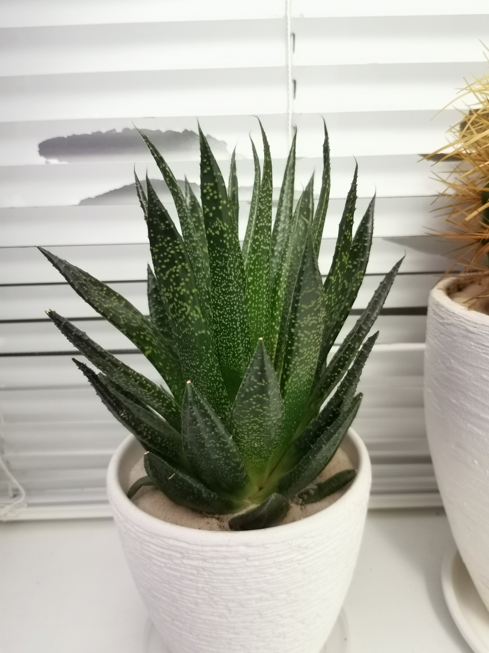 What kind of cacti are these? - My, Cactus, Succulents, Longpost