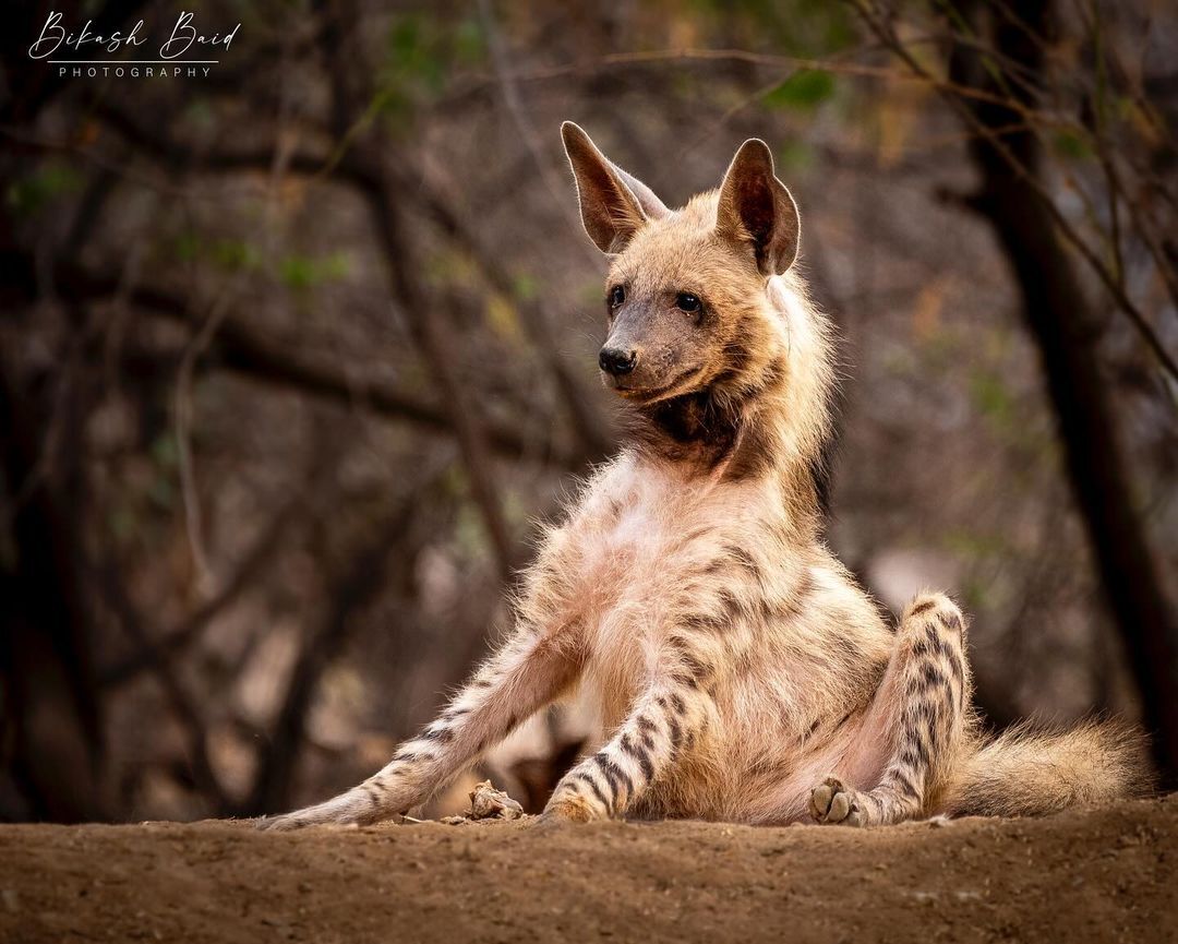 Striped Hyena - Striped hyena, Hyena, Predatory animals, Wild animals, wildlife, India, The photo