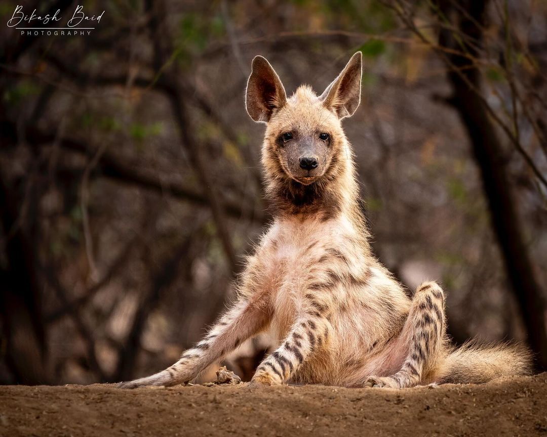 Striped Hyena - Striped hyena, Hyena, Predatory animals, Wild animals, wildlife, India, The photo