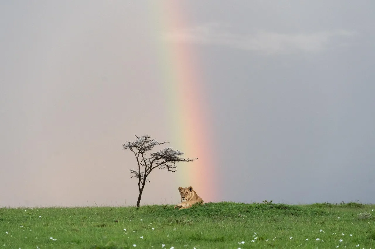 Rainbow - Rainbow, The photo