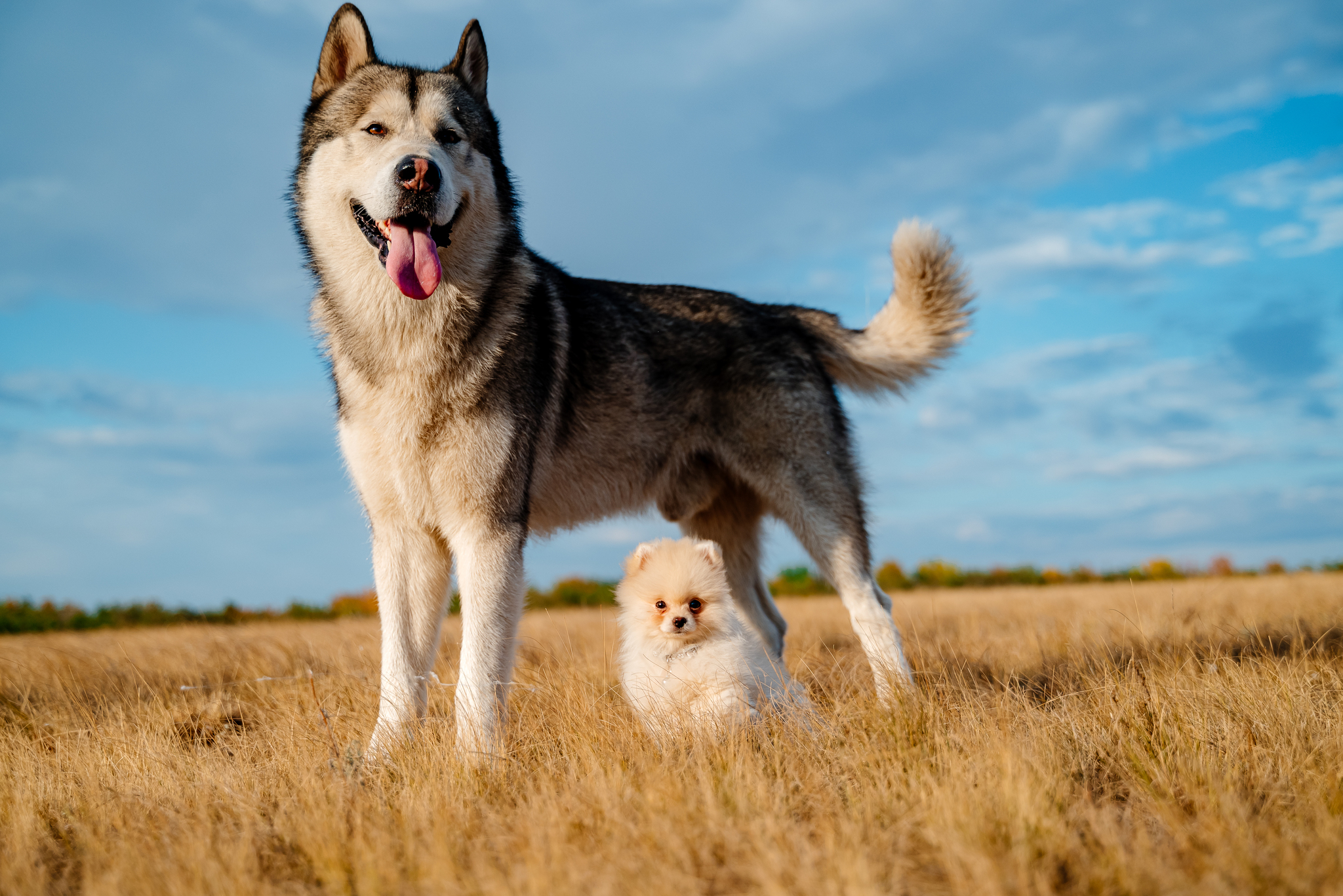 Elephant and Pug - My, The photo, Kazakhstan, Nikon, Alaskan Malamute, Spitz, Dog, Friends