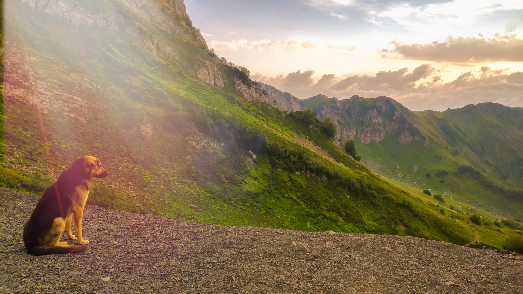 Dog in the Mountains (Wisdom) - My, The photo, Dog, The mountains, Wisdom, Calmness, Beautiful view