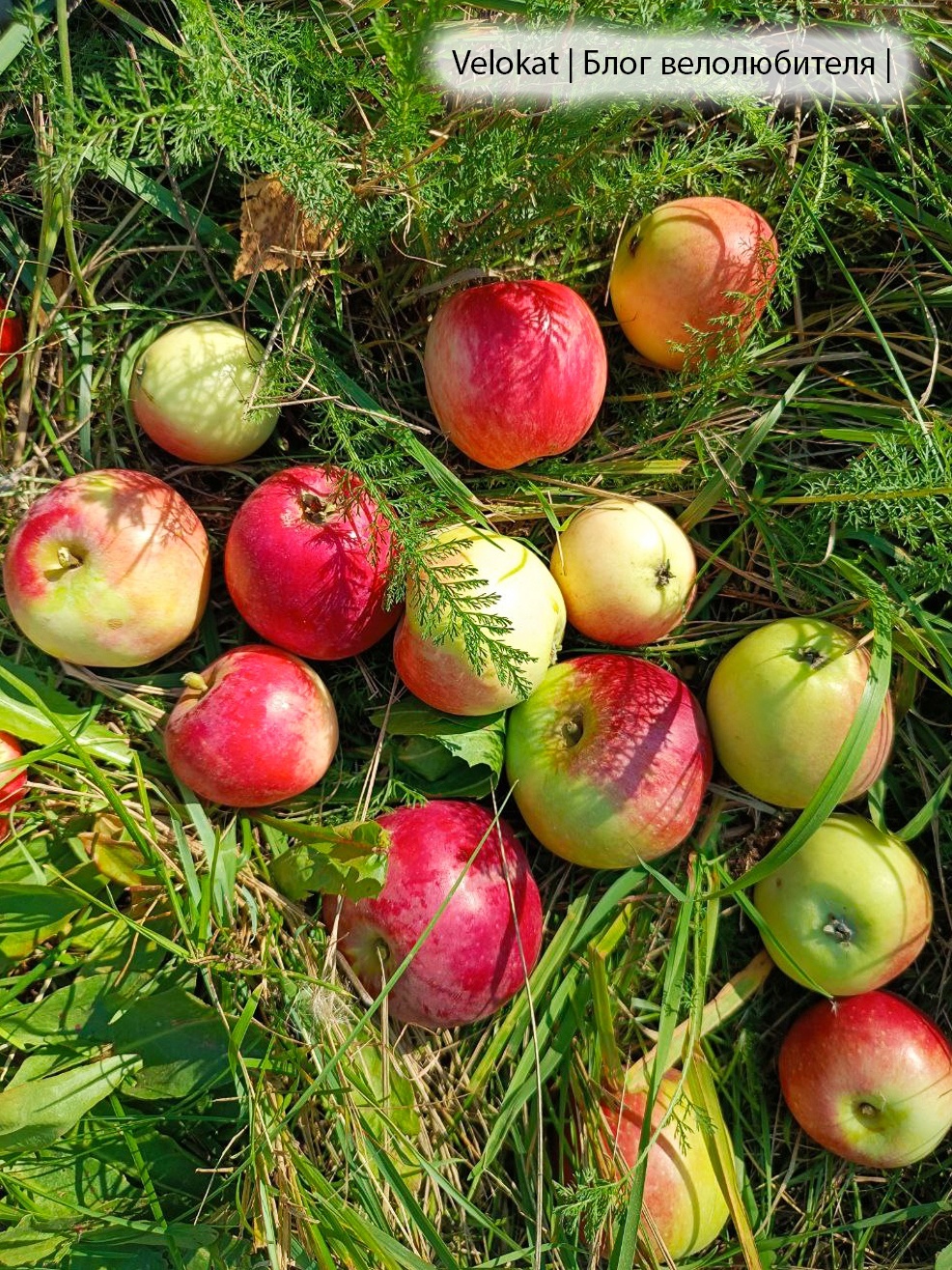 Oka Trail. For corn, apples and views of the Oka - My, A bike, Cyclist, Bike ride, Camping, Bike trip, Shukhov tower, Vorsma, Bogorodsk, Nizhny Novgorod, Corn, Halt, Longpost