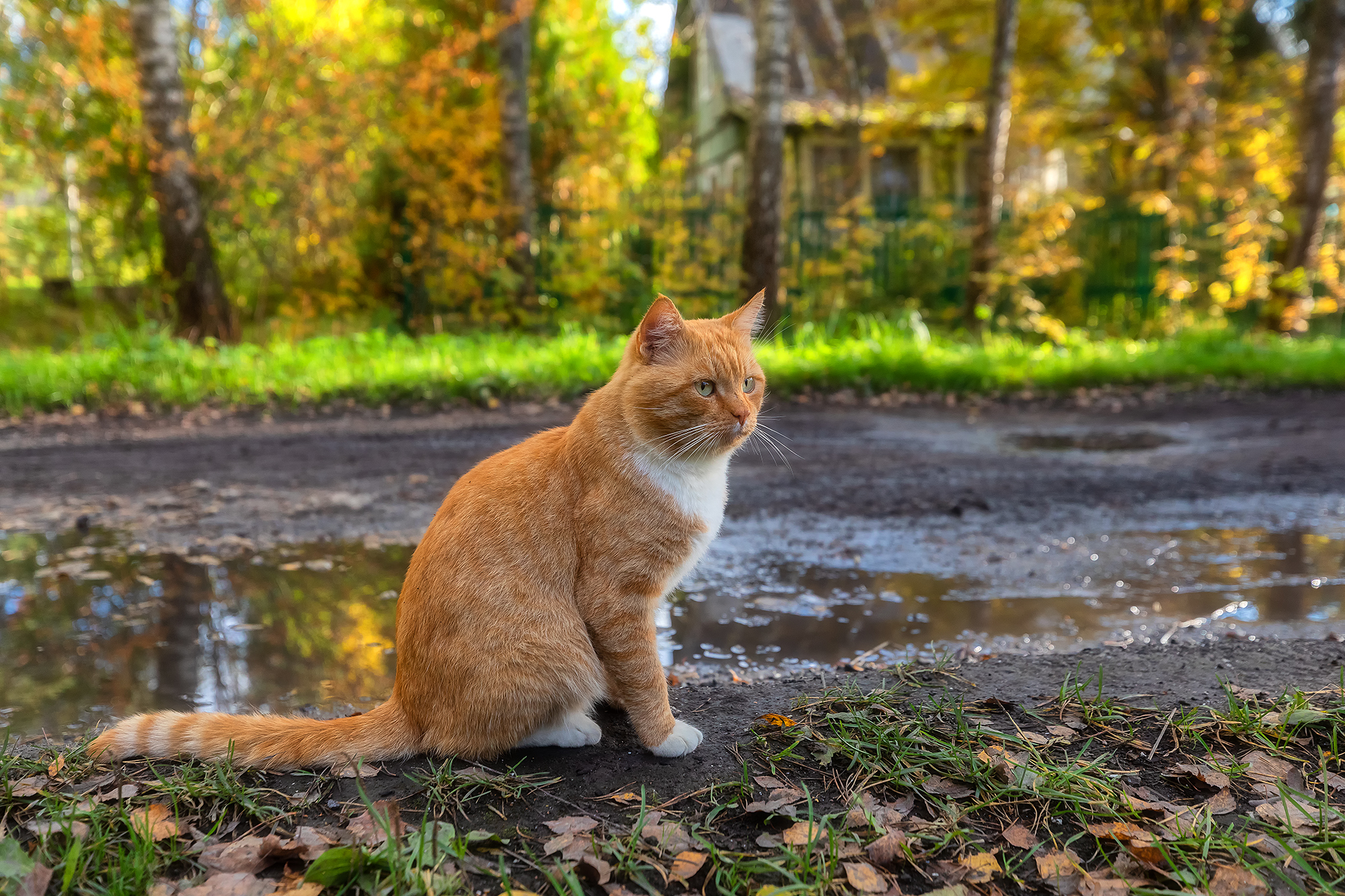 You never know who you might meet on a walk. - The photo, Animals, cat, Cat family, Cat lovers, Walk, Tricolor cat, Fluffy, Pet the cat, Longpost