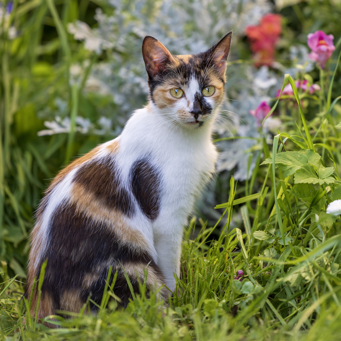 You never know who you might meet on a walk. - The photo, Animals, cat, Cat family, Cat lovers, Walk, Tricolor cat, Fluffy, Pet the cat, Longpost