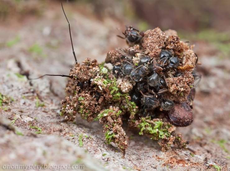 A bug in armor made of corpses - My, Nature, wildlife, Bedbugs, Killer, Dead body, Longpost, Repeat