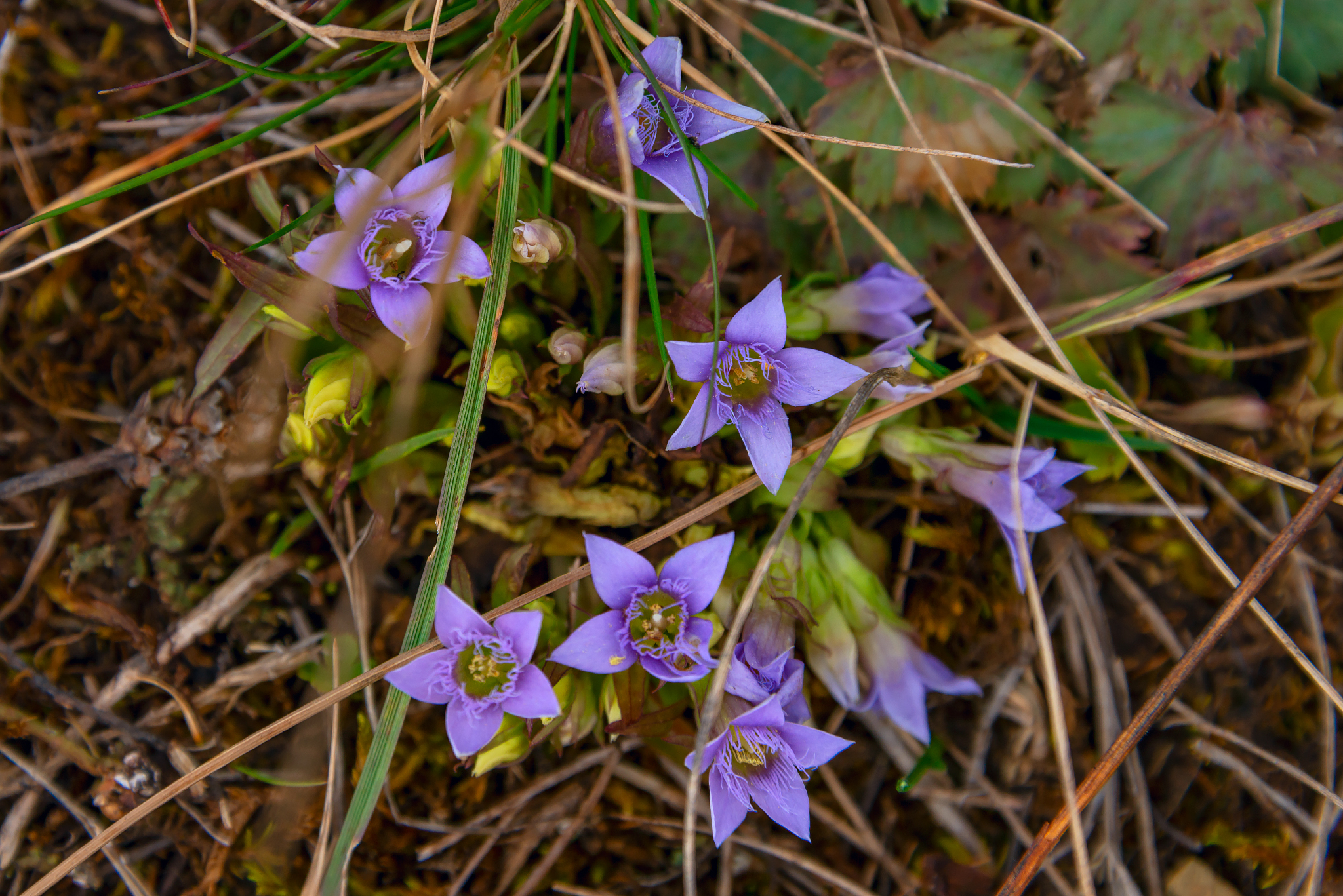 Highland flowers - My, The photo, Nature, Flowers, Caucasus mountains