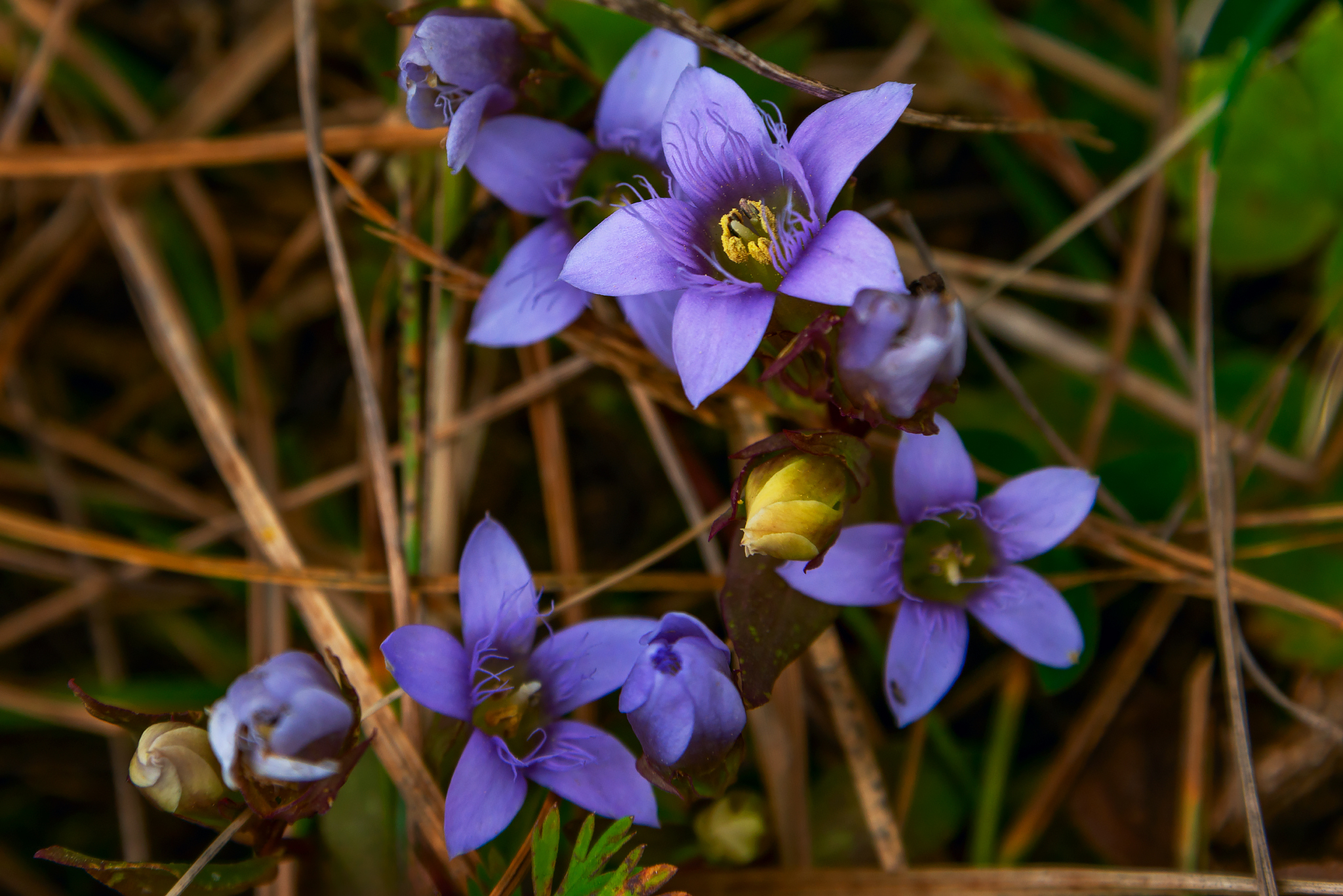 Highland flowers - My, The photo, Nature, Flowers, Caucasus mountains