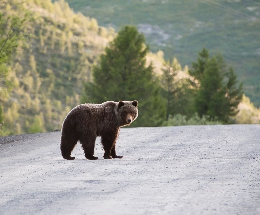 FIGURATIVELY - My, The Bears, Story, Forest, A life, About everything, Text, Author's story, Writing, Literature, Animals, The photo