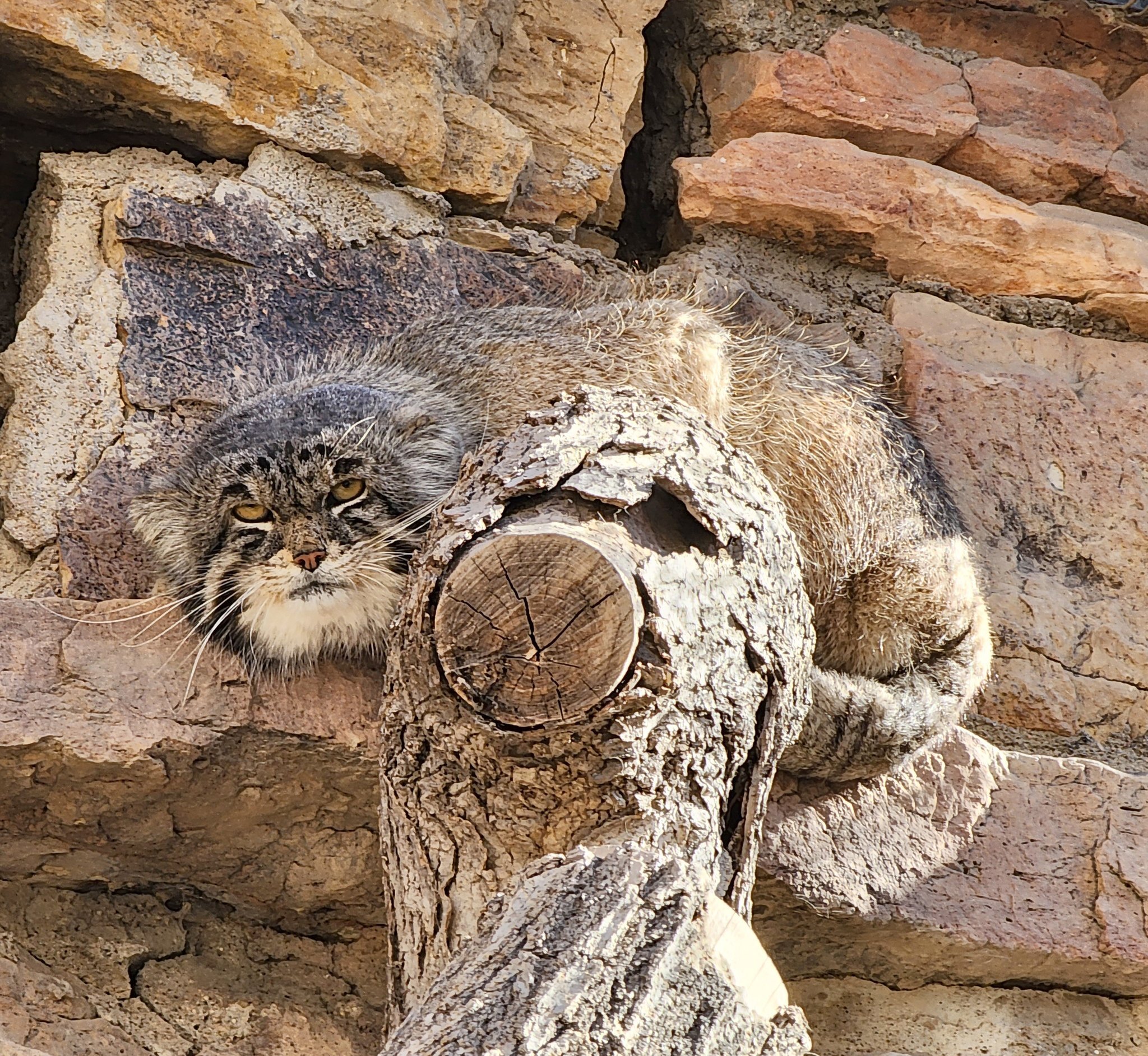 What have you come here for? Get lost! - Pallas' cat, Small cats, Cat family, Predatory animals, Wild animals, The photo, Zoo, Facebook (link)