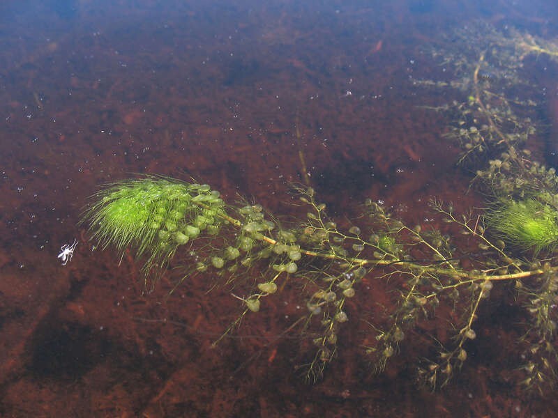 The most predatory plant - My, Plants, wildlife, Nature, Seaweed, Carnivorous, Longpost, Carnivorous plants