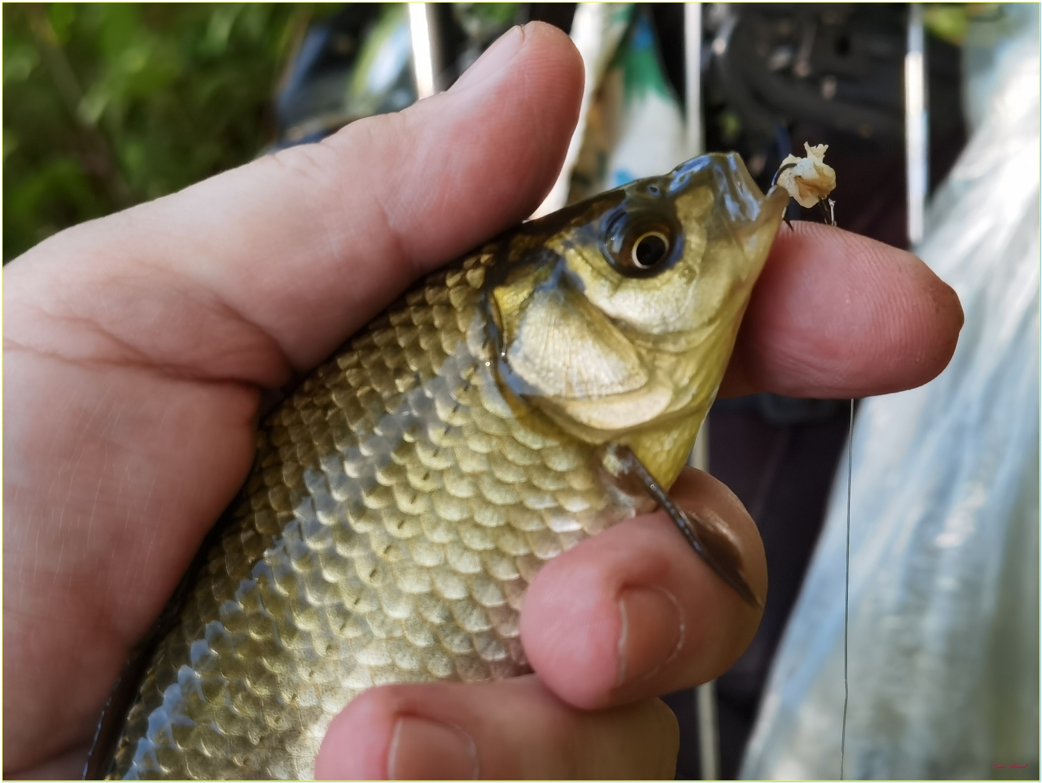 Warm September 2024...and fishing - My, The photo, Nature, Landscape, Heat, Fishing, Longpost