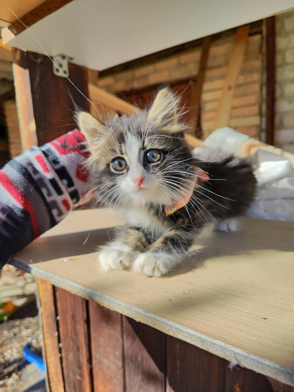 A fluffy bead with charming eyes is looking for its home! - My, Kindness, Lost, In good hands, Chelyabinsk, Kittens, Animal Rescue, Cat lovers, Homeless animals, Longpost, cat