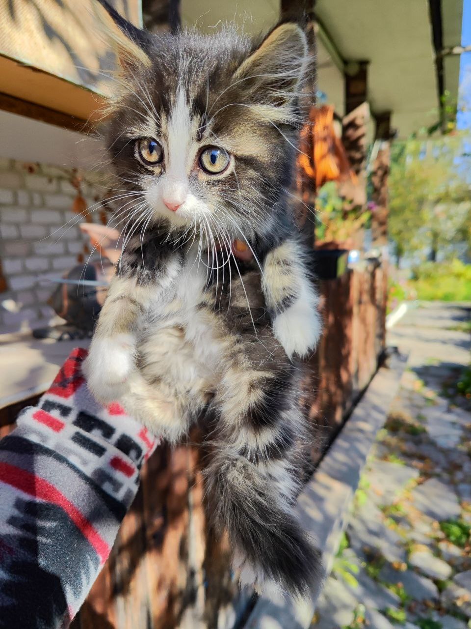 A fluffy bead with charming eyes is looking for its home! - My, Kindness, Lost, In good hands, Chelyabinsk, Kittens, Animal Rescue, Cat lovers, Homeless animals, Longpost, cat