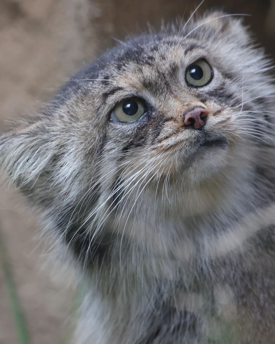 Portrait of Polly - Predatory animals, Wild animals, Cat family, Zoo, Pallas' cat, Small cats, The photo