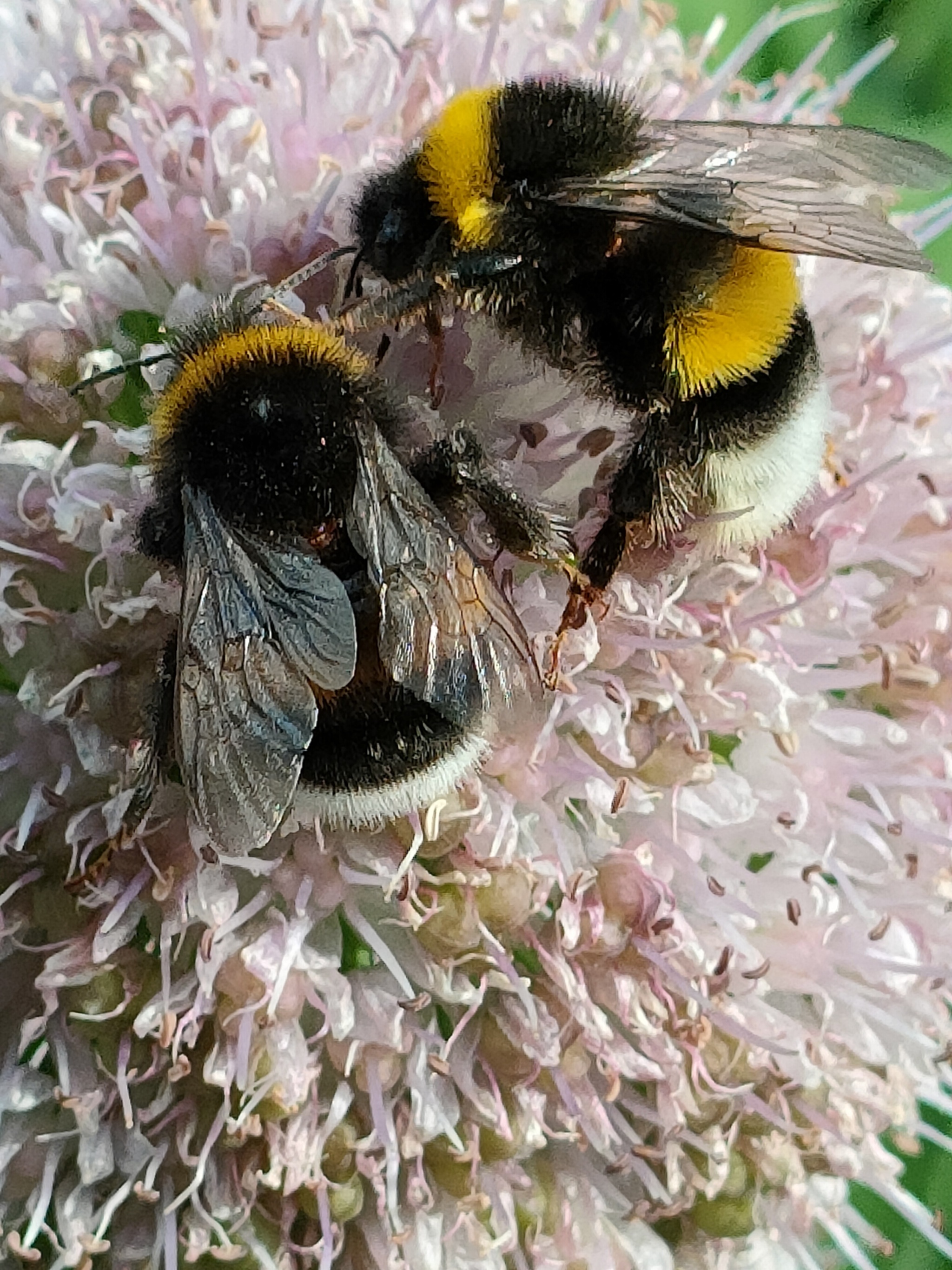 Bumblebees - My, Onion, Flowers, Nature, The photo, Bloom, Insects, Longpost, Bumblebee