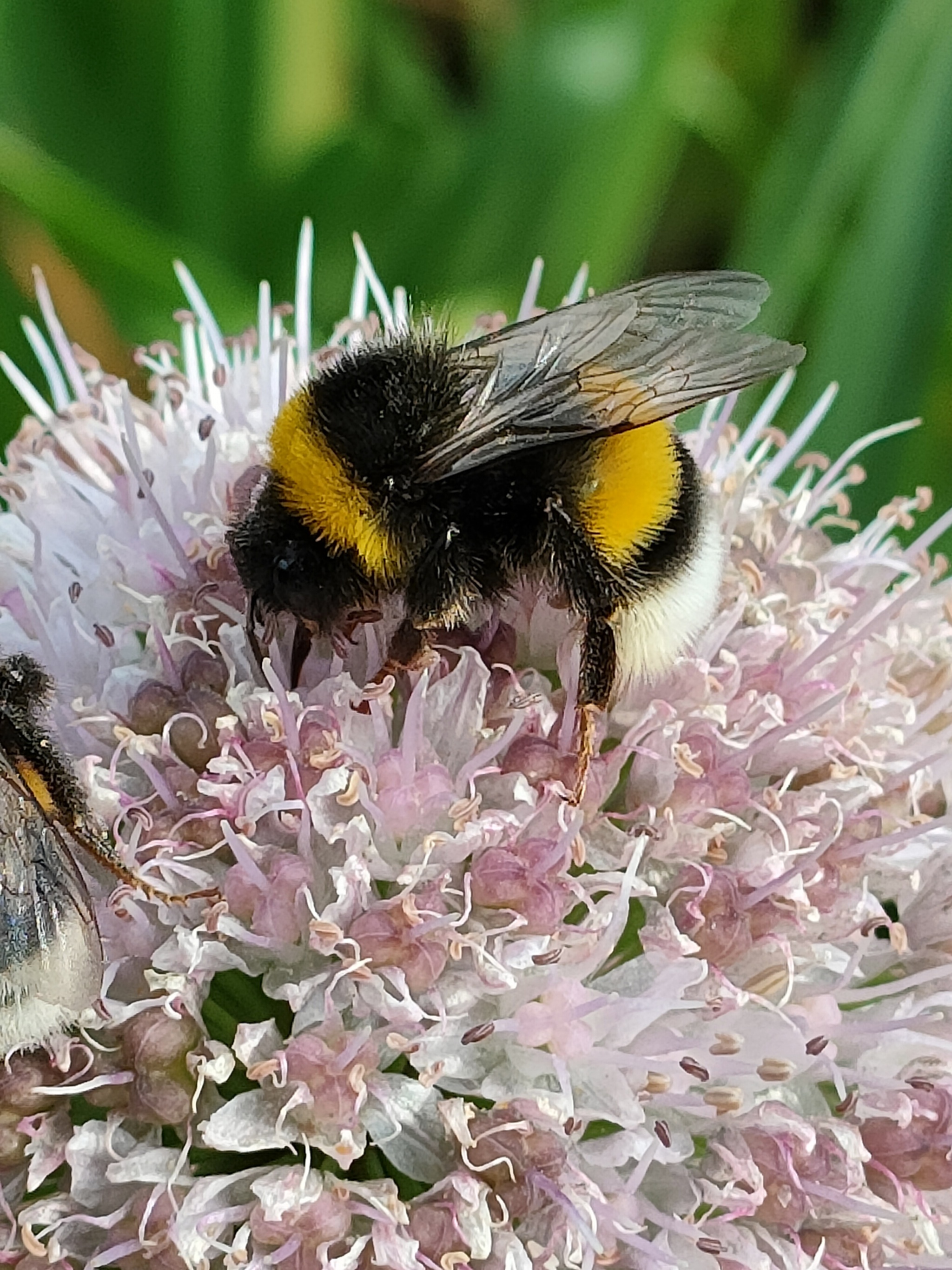 Bumblebees - My, Onion, Flowers, Nature, The photo, Bloom, Insects, Longpost, Bumblebee