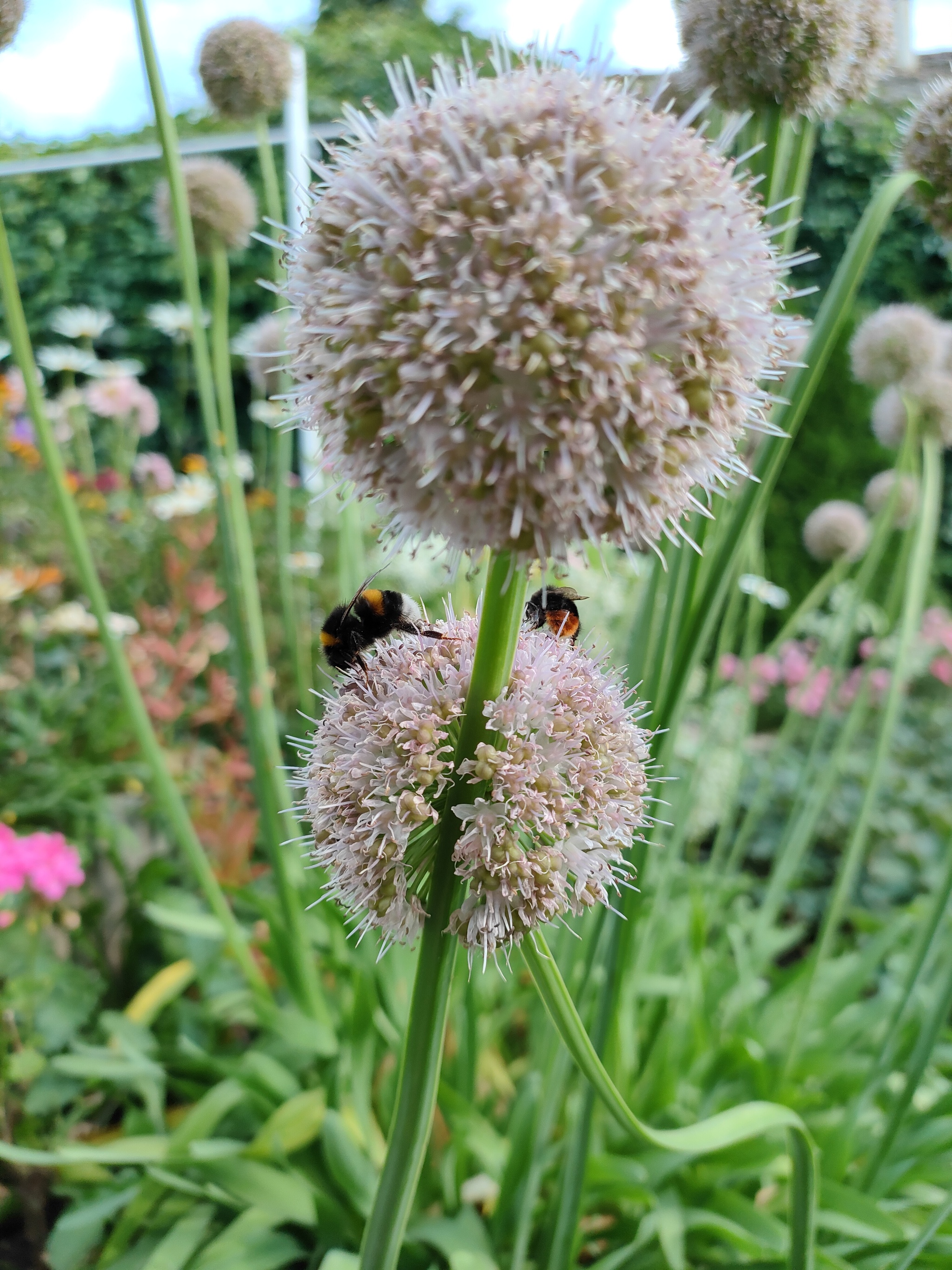 Bumblebees - My, Onion, Flowers, Nature, The photo, Bloom, Insects, Longpost, Bumblebee