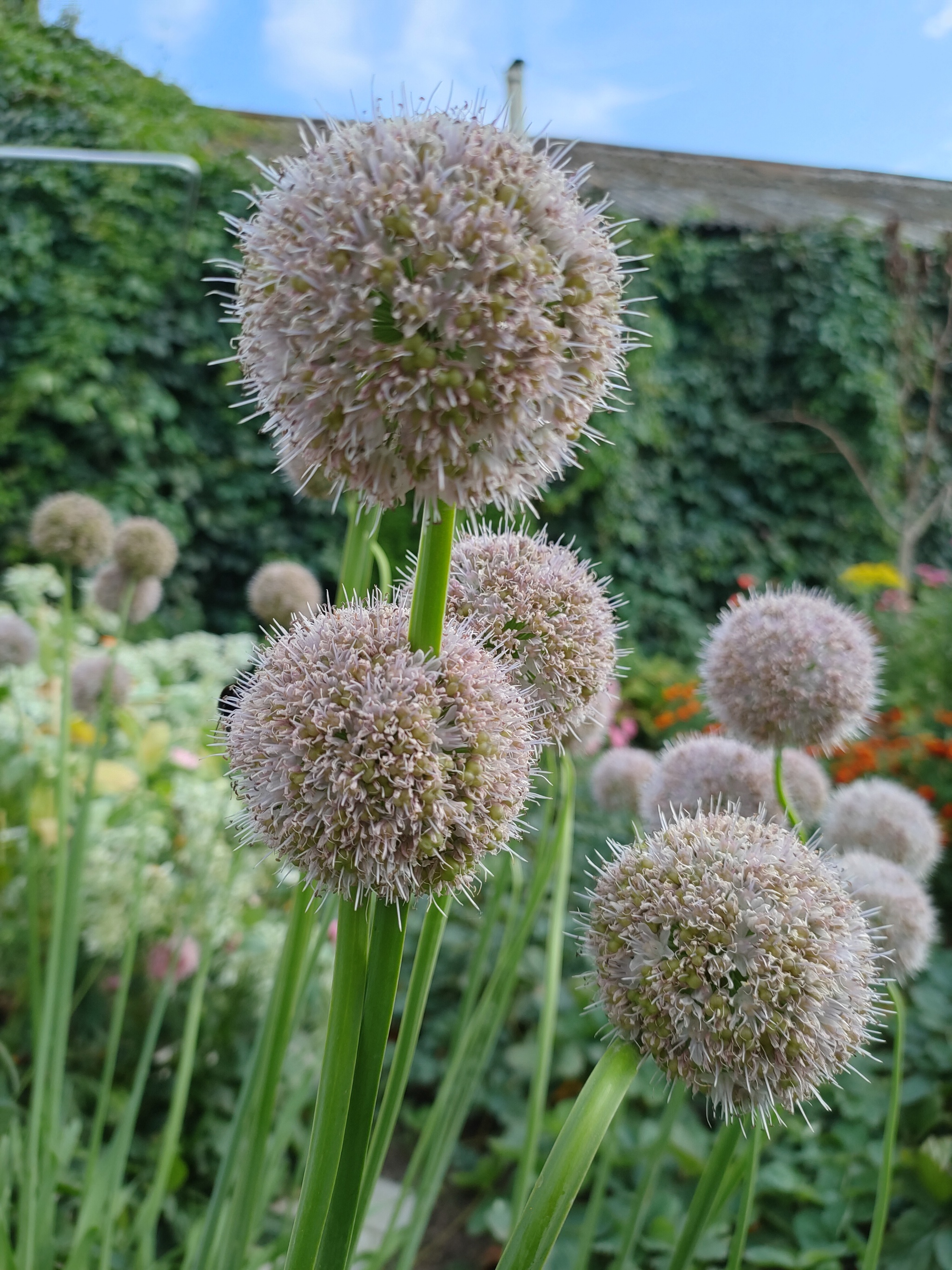 Bumblebees - My, Onion, Flowers, Nature, The photo, Bloom, Insects, Longpost, Bumblebee