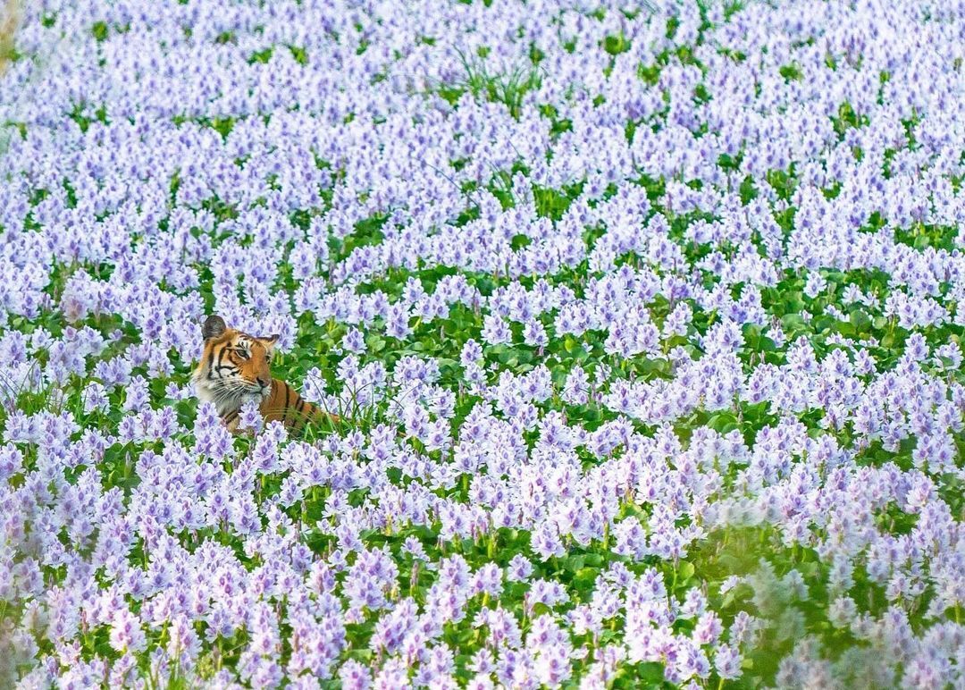 Shrouded in lilac - Bengal tiger, Tiger, Big cats, Cat family, Predatory animals, Wild animals, Flowers, Plants, wildlife, Reserves and sanctuaries, India, The photo