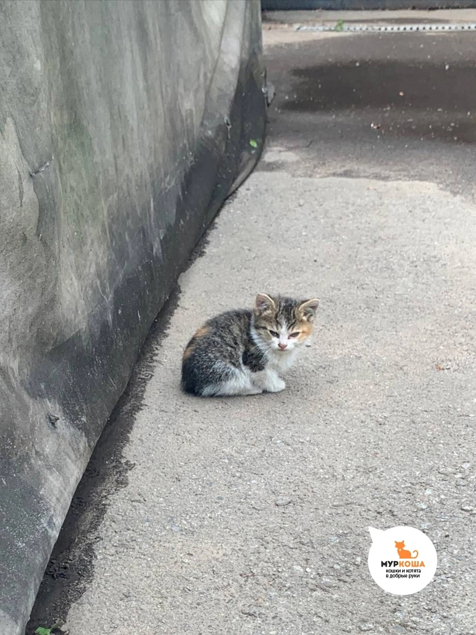 One day... - My, Animal shelter, Murkosh shelter, cat, Found a home, No rating, Positive, Touching, The photo, Helping animals, Video VK, Longpost