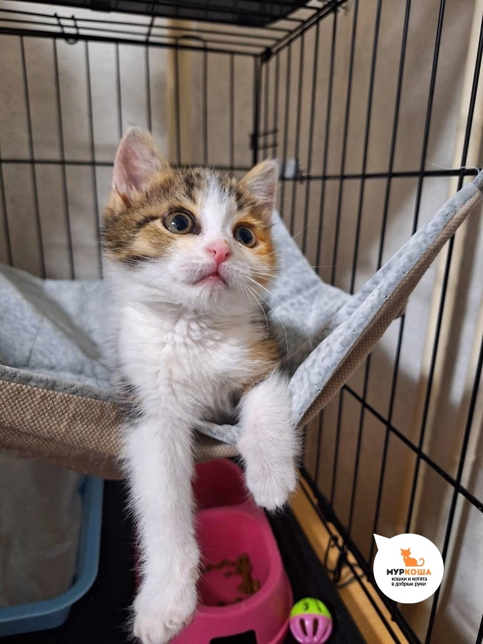 One day... - My, Animal shelter, Murkosh shelter, cat, Found a home, No rating, Positive, Touching, The photo, Helping animals, Video VK, Longpost