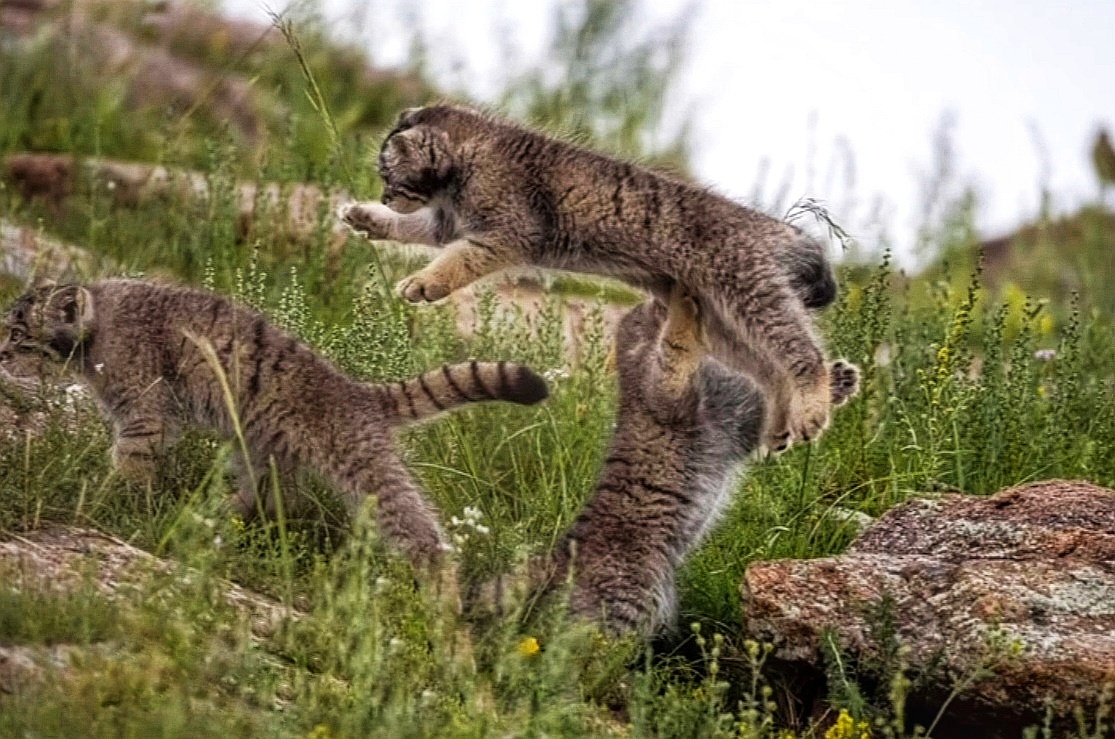 Hey, stop, where are you flying to?! - Wild animals, Predatory animals, Pallas' cat, Cat family, Small cats, wildlife, Mongolia, Young