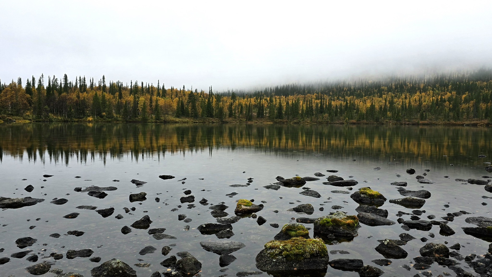 Photo hunting in Khibiny, part 1 - My, Mobile photography, The photo, Plants, Khibiny, The mountains, Nature, Longpost