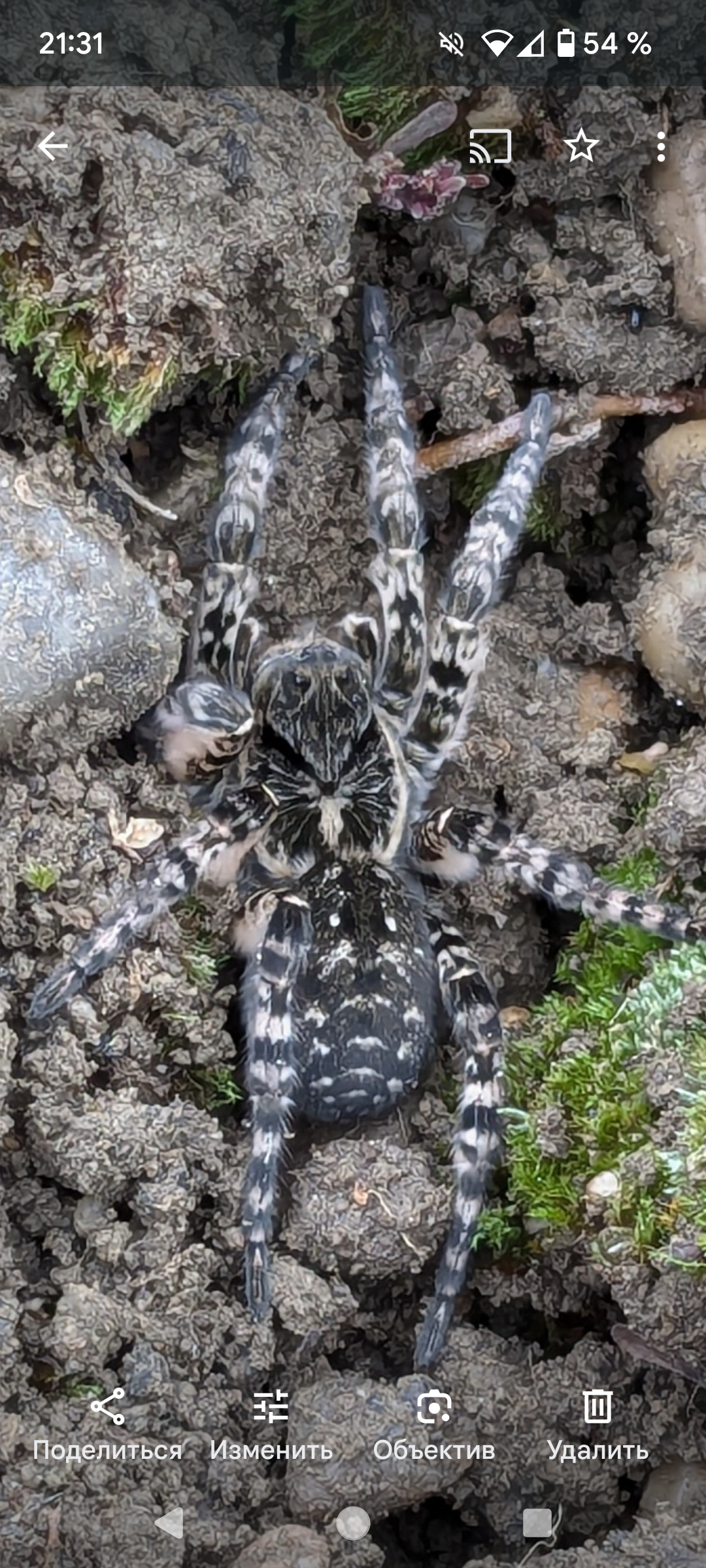 Help identify who this is - My, Biology, Spider, Longpost