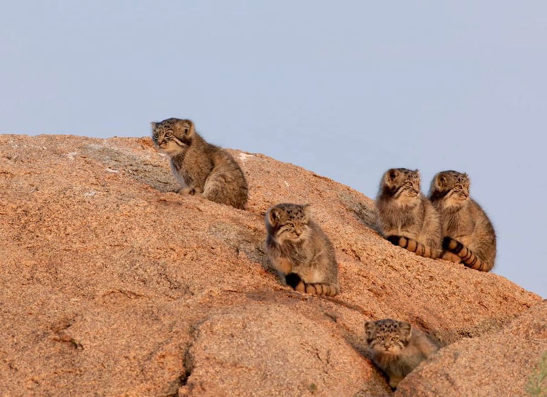 At dawn - Wild animals, Predatory animals, Cat family, Pallas' cat, Small cats, Young, wildlife, Mongolia, Instagram (link)