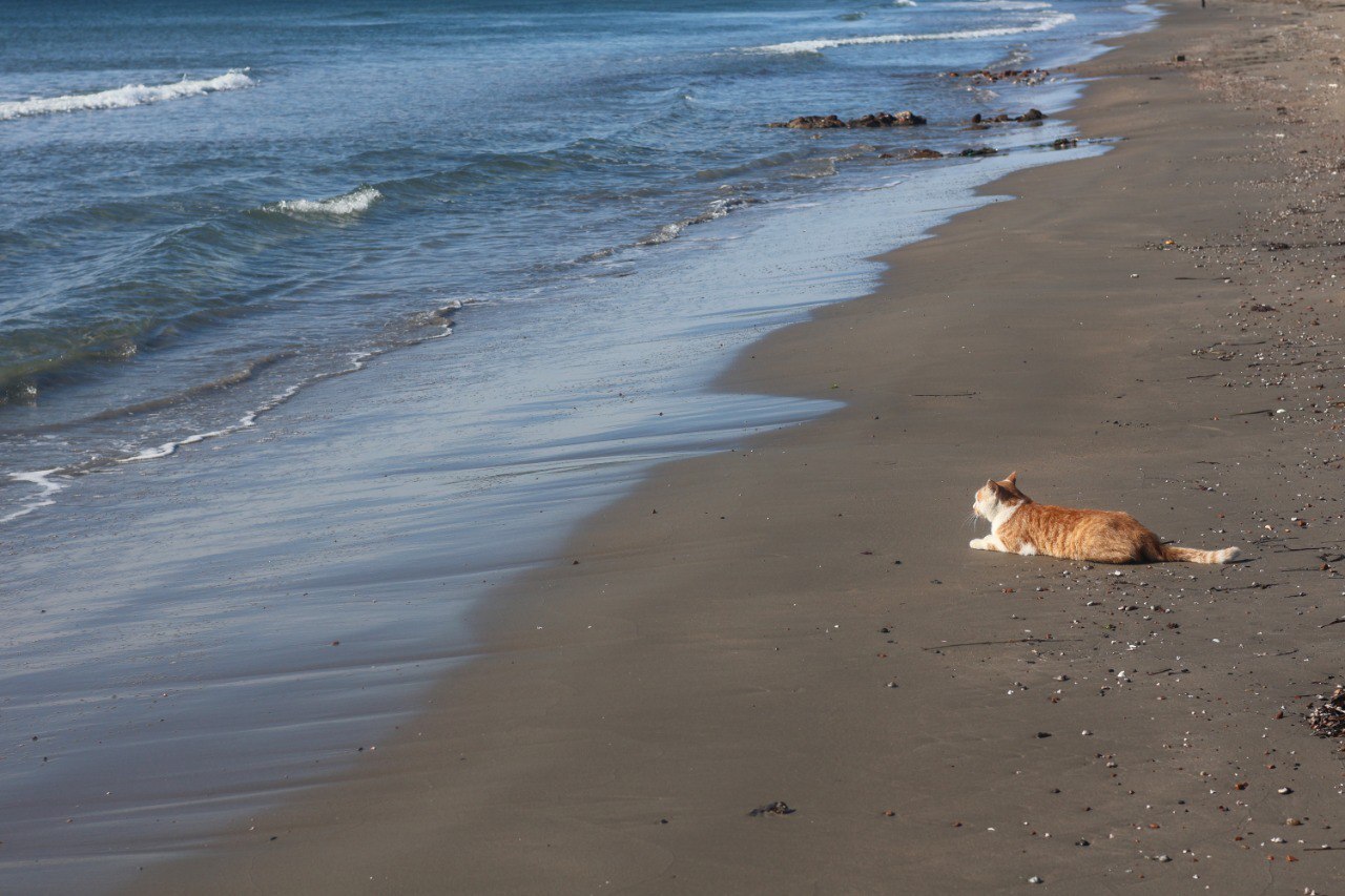 In heaven, all they talk about is the sea. - My, Primorsky Krai, cat, Tourism, Sea, Japanese Sea