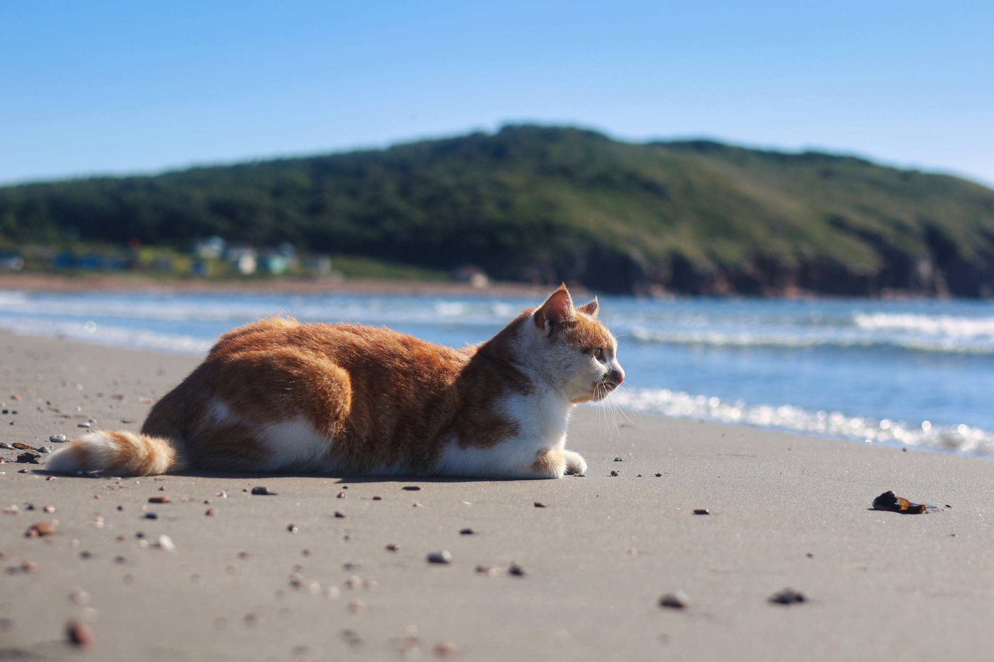 In heaven, all they talk about is the sea. - My, Primorsky Krai, cat, Tourism, Sea, Japanese Sea