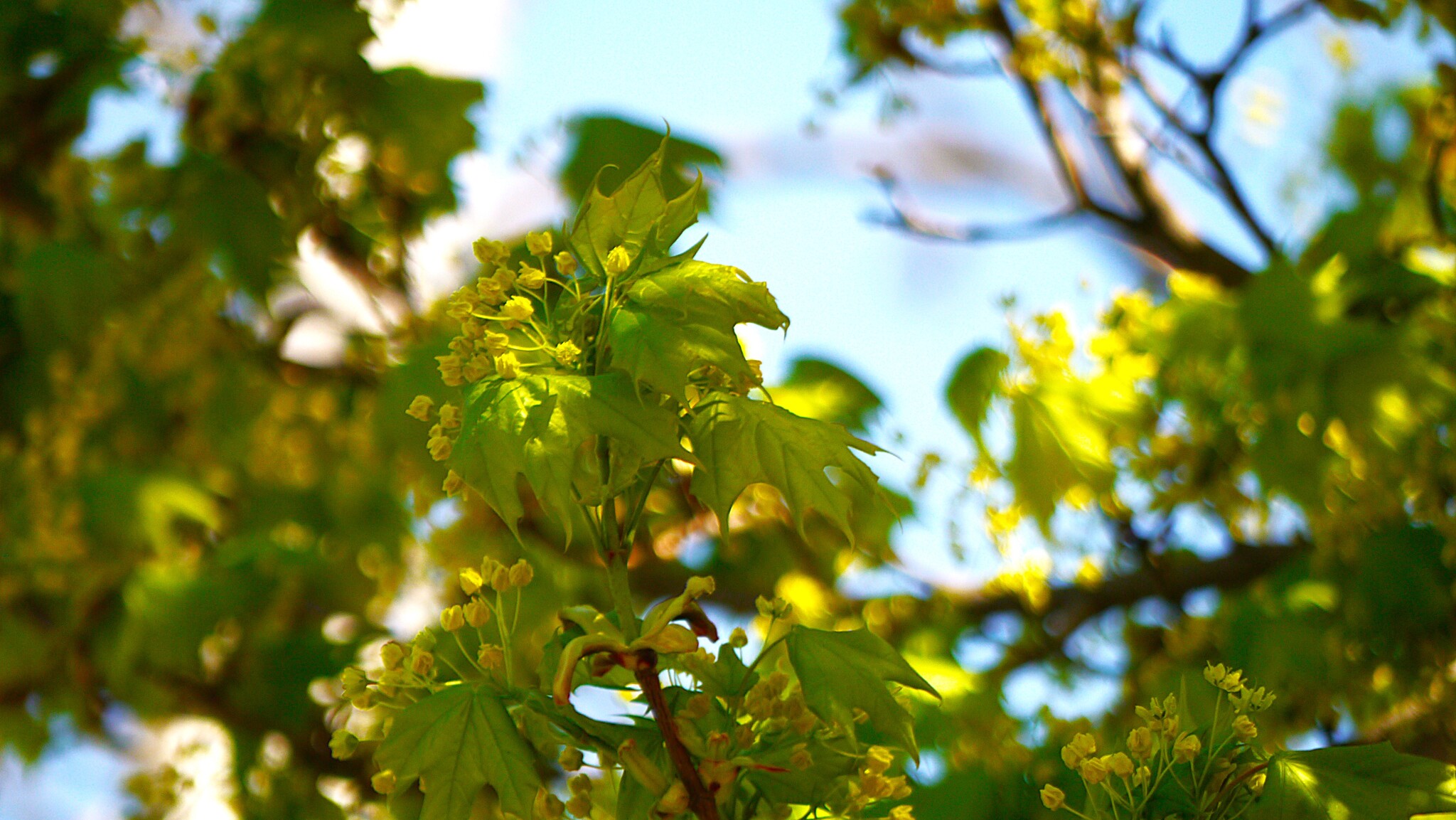 Bloom - My, The photo, Walk, Nature, Flowers