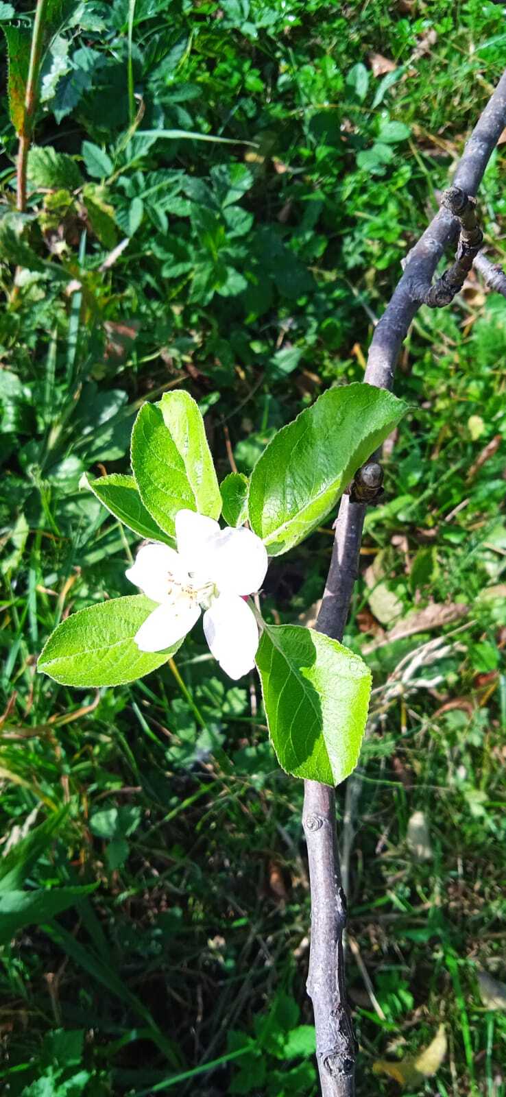 The apple tree has blossomed - My, Apple tree, Bloom, Dacha, Agronomy, Longpost