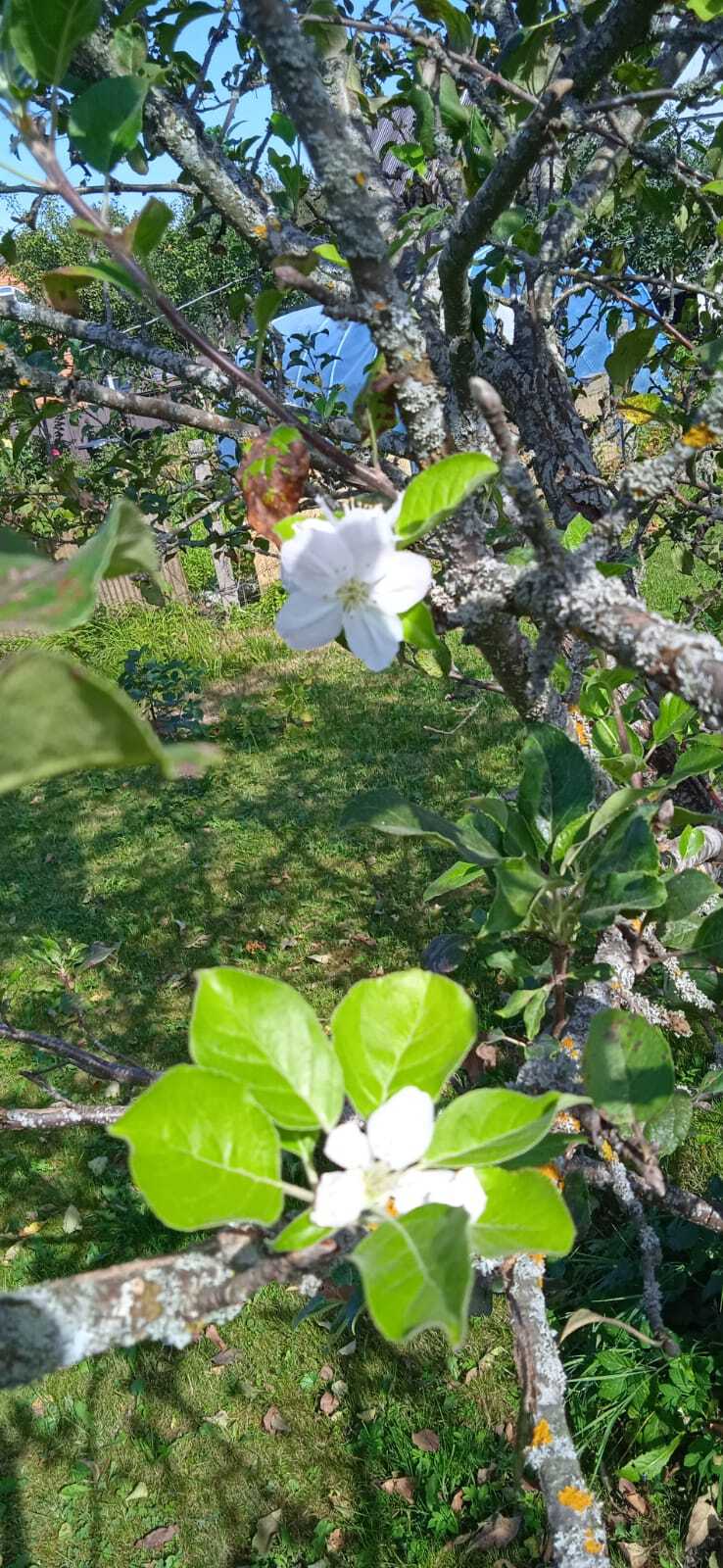 The apple tree has blossomed - My, Apple tree, Bloom, Dacha, Agronomy, Longpost