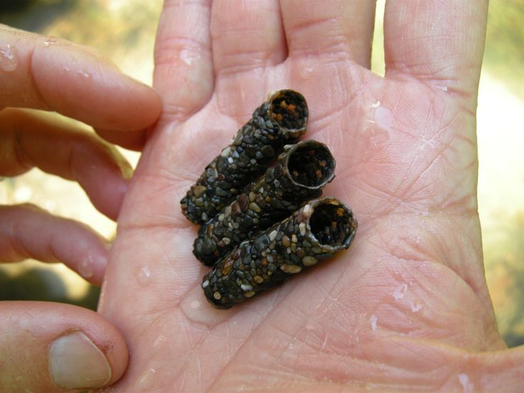 Caddisfly: The Moving Castle of a Brilliant Larva. These Insects Are a True Miracle of Our Ponds and Rivers - Caddis fly, Insects, Animals, Wild animals, Yandex Zen, Yandex Zen (link), Longpost