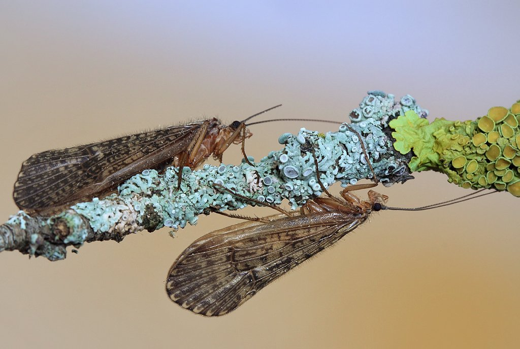 Caddisfly: The Moving Castle of a Brilliant Larva. These Insects Are a True Miracle of Our Ponds and Rivers - Caddis fly, Insects, Animals, Wild animals, Yandex Zen, Yandex Zen (link), Longpost