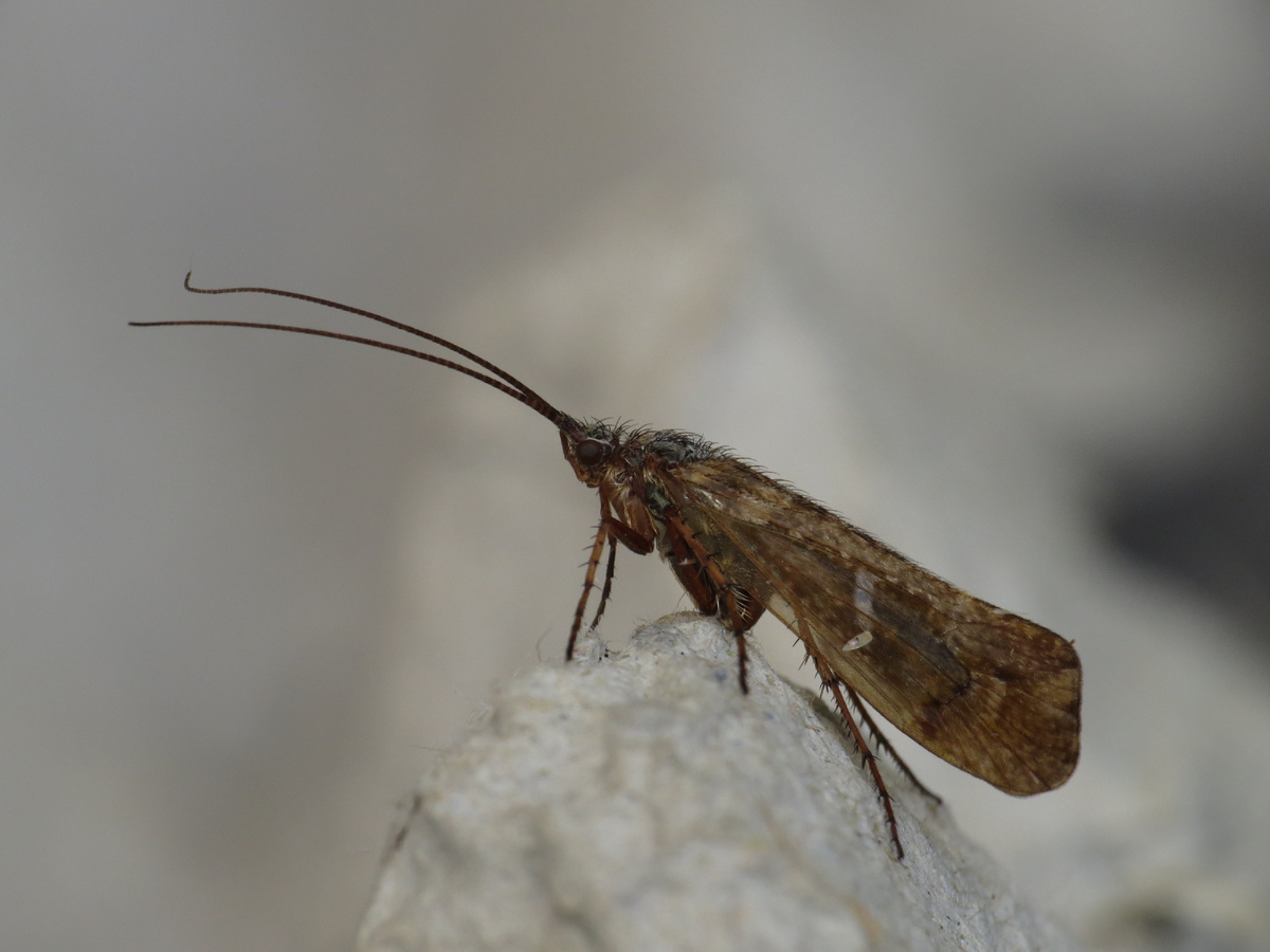 Caddisfly: The Moving Castle of a Brilliant Larva. These Insects Are a True Miracle of Our Ponds and Rivers - Caddis fly, Insects, Animals, Wild animals, Yandex Zen, Yandex Zen (link), Longpost