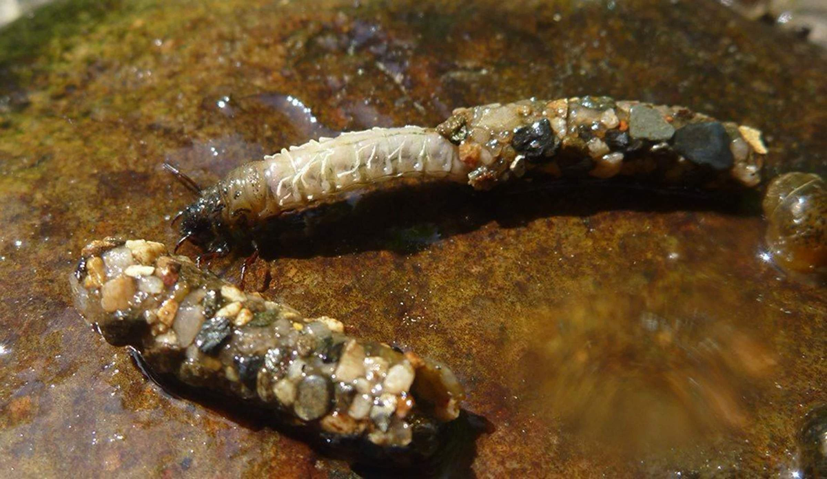 Caddisfly: The Moving Castle of a Brilliant Larva. These Insects Are a True Miracle of Our Ponds and Rivers - Caddis fly, Insects, Animals, Wild animals, Yandex Zen, Yandex Zen (link), Longpost