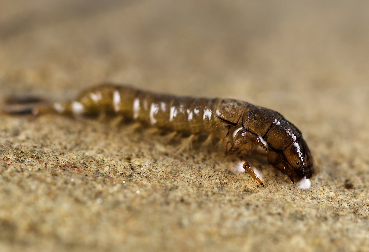 Caddisfly: The Moving Castle of a Brilliant Larva. These Insects Are a True Miracle of Our Ponds and Rivers - Caddis fly, Insects, Animals, Wild animals, Yandex Zen, Yandex Zen (link), Longpost