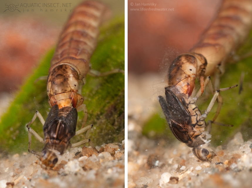 Caddisfly: The Moving Castle of a Brilliant Larva. These Insects Are a True Miracle of Our Ponds and Rivers - Caddis fly, Insects, Animals, Wild animals, Yandex Zen, Yandex Zen (link), Longpost