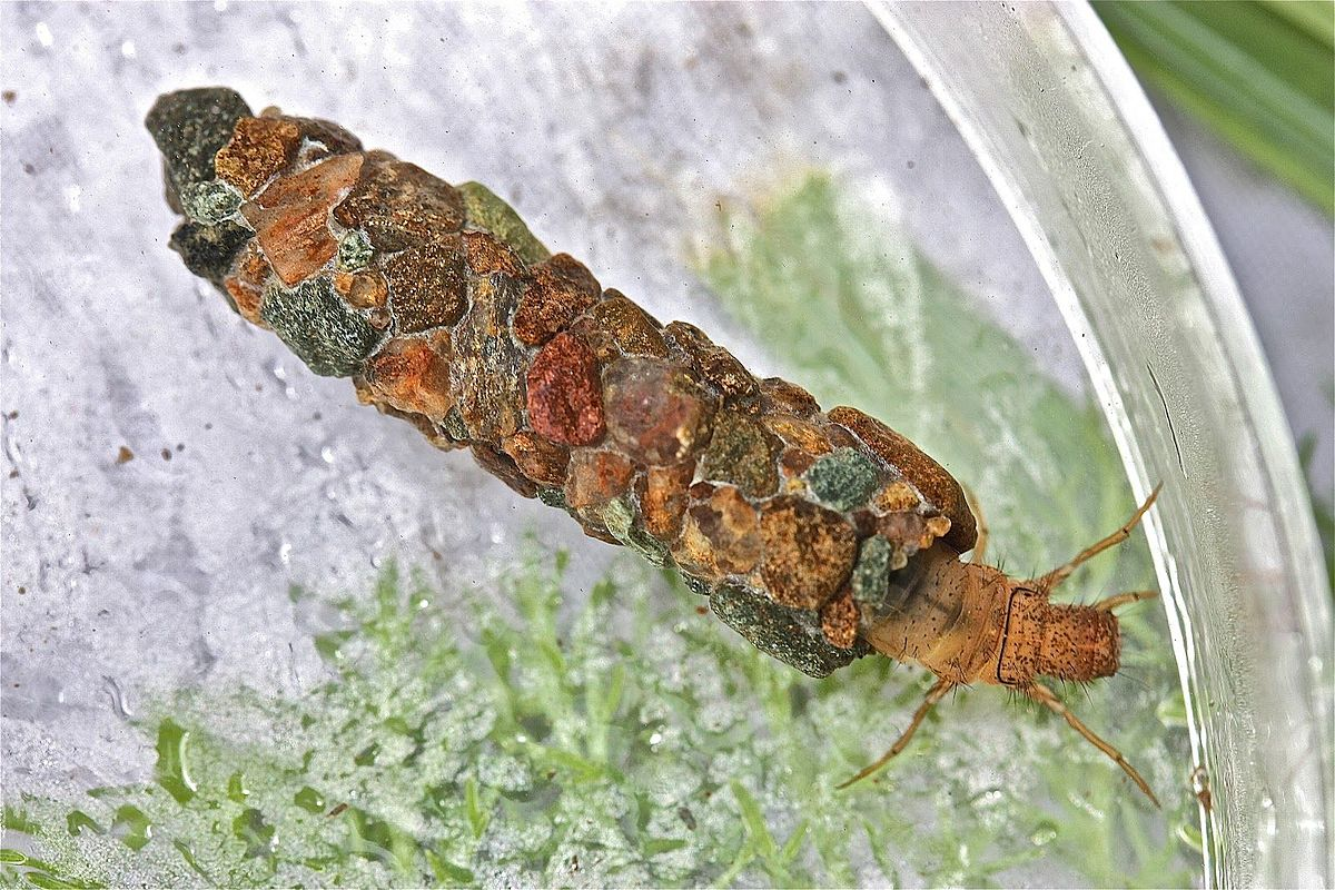 Caddisfly: The Moving Castle of a Brilliant Larva. These Insects Are a True Miracle of Our Ponds and Rivers - Caddis fly, Insects, Animals, Wild animals, Yandex Zen, Yandex Zen (link), Longpost