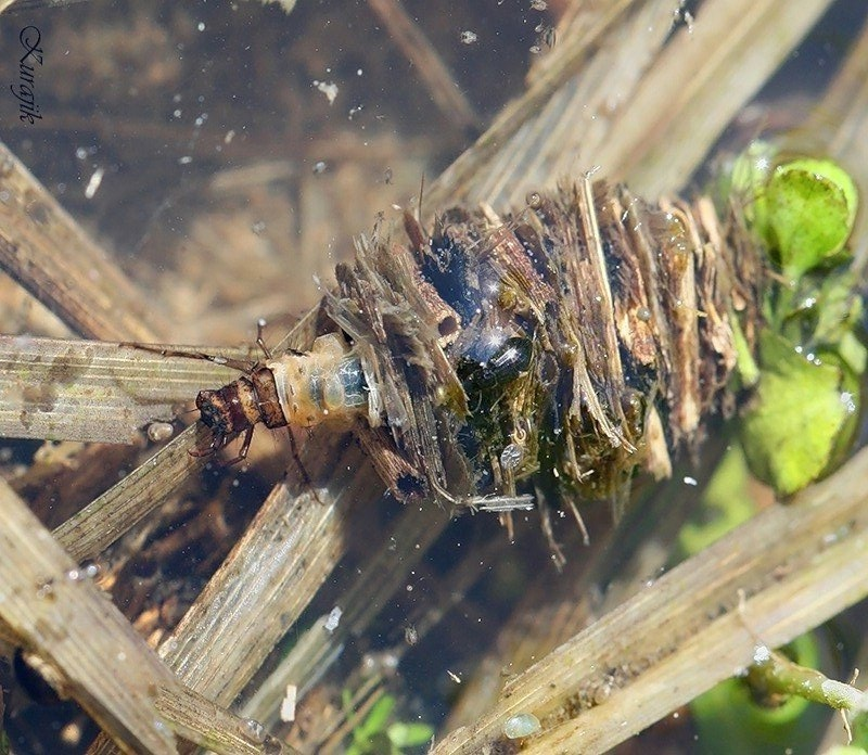 Caddisfly: The Moving Castle of a Brilliant Larva. These Insects Are a True Miracle of Our Ponds and Rivers - Caddis fly, Insects, Animals, Wild animals, Yandex Zen, Yandex Zen (link), Longpost